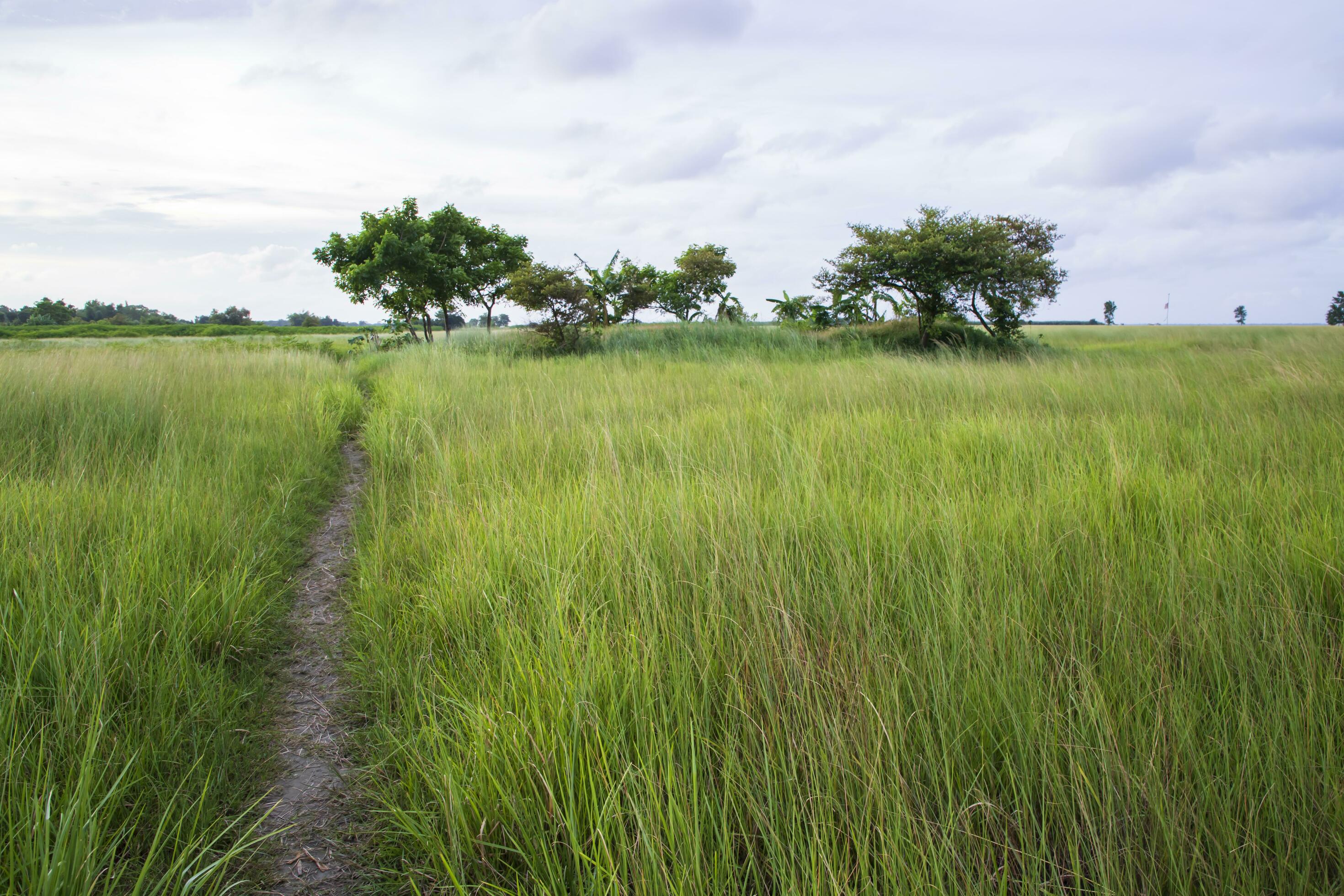 Natural Landscape view of green grass field with blue sky Stock Free