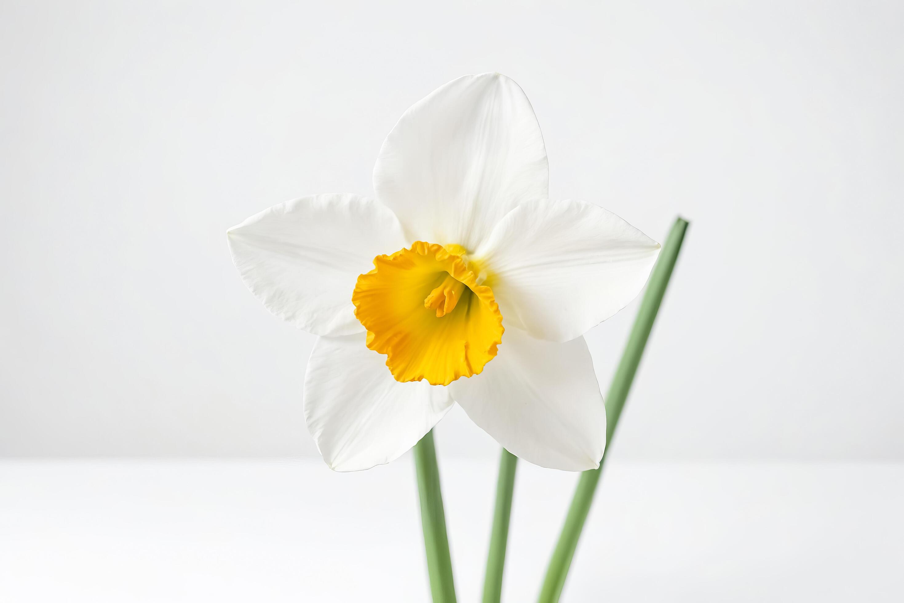 White and Yellow Daffodil Flower on White Background Stock Free