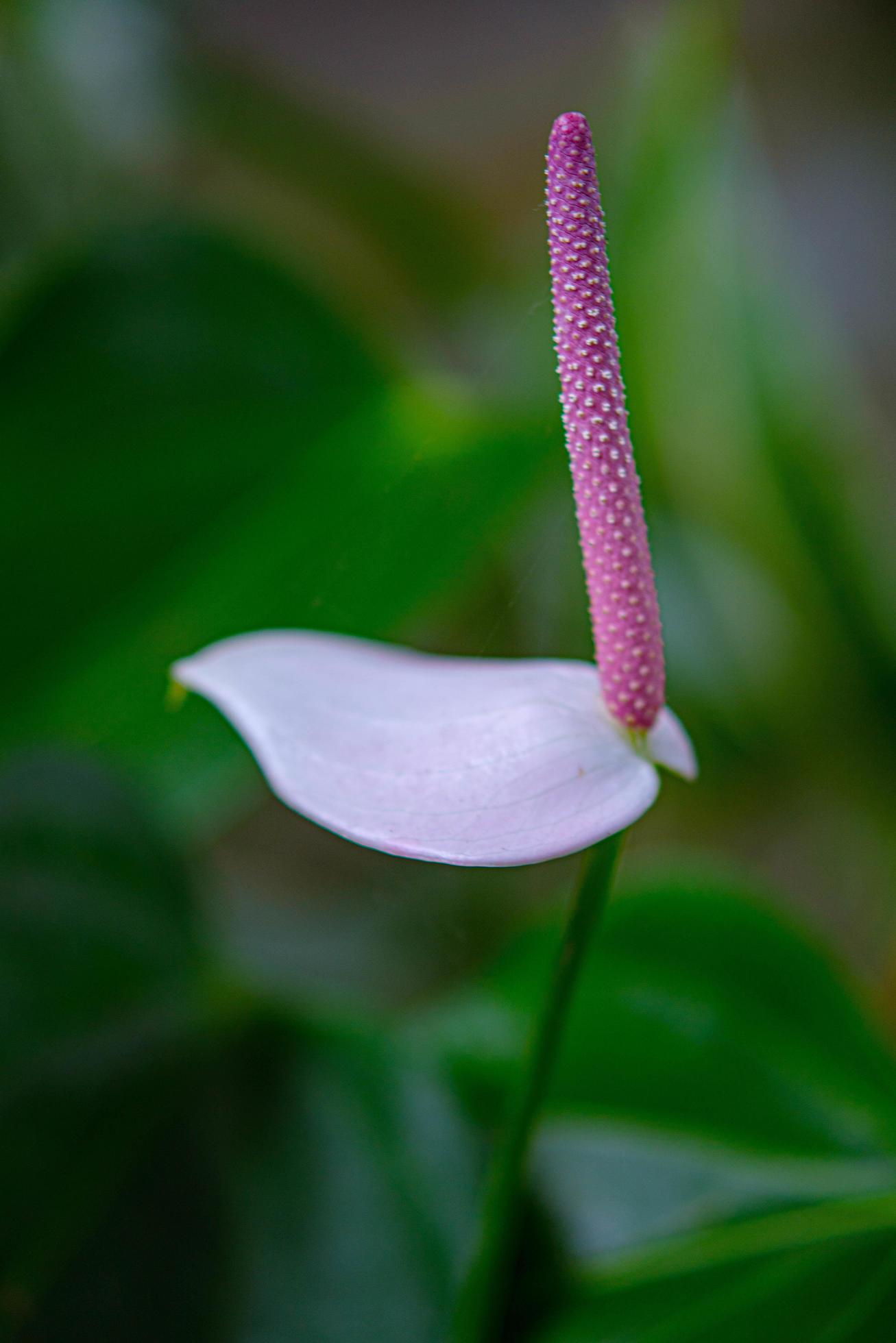 Close-up of Flamingo flower Stock Free