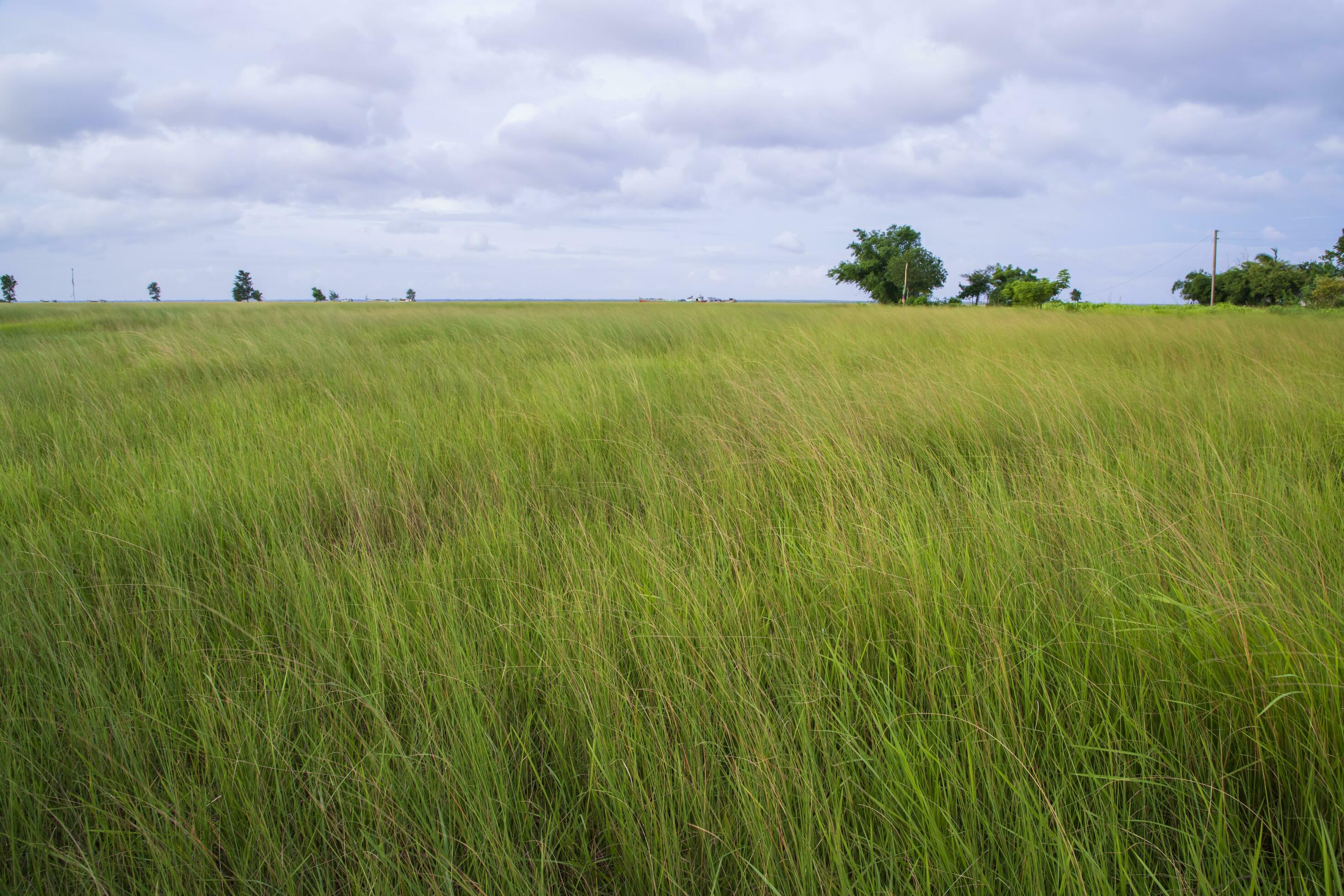 Natural Landscape view of green grass field with blue sky Stock Free