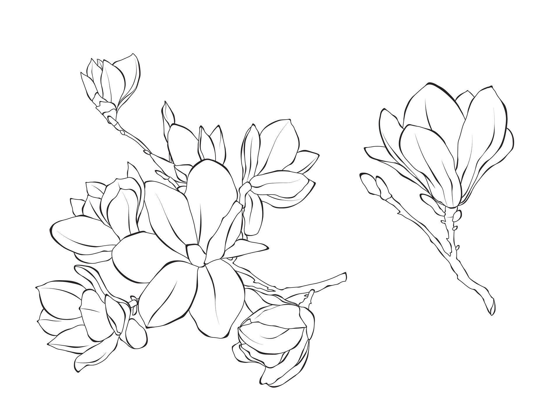 Flowers Magnolie line art outline illustration on white background Stock Free