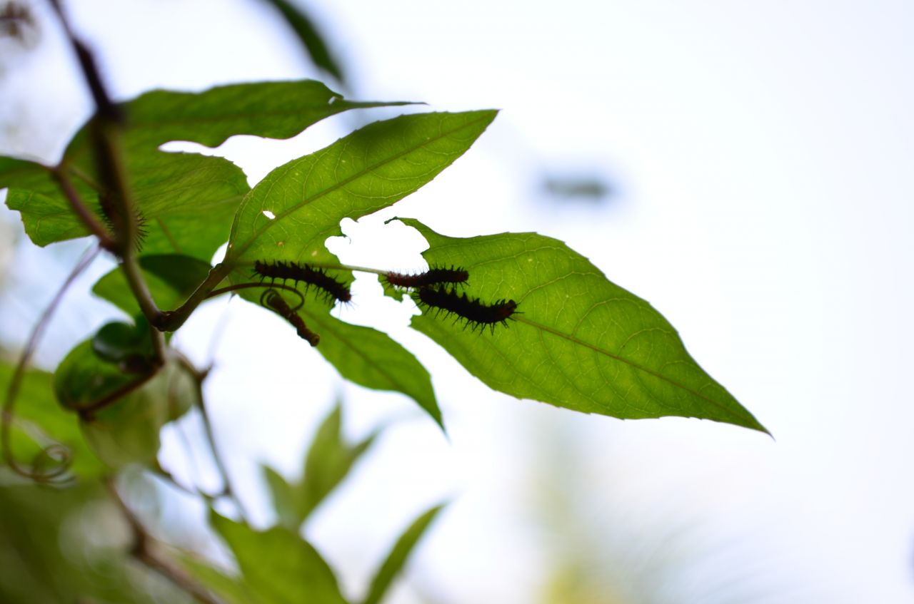 Insects Creepy On Leaves Stock Free