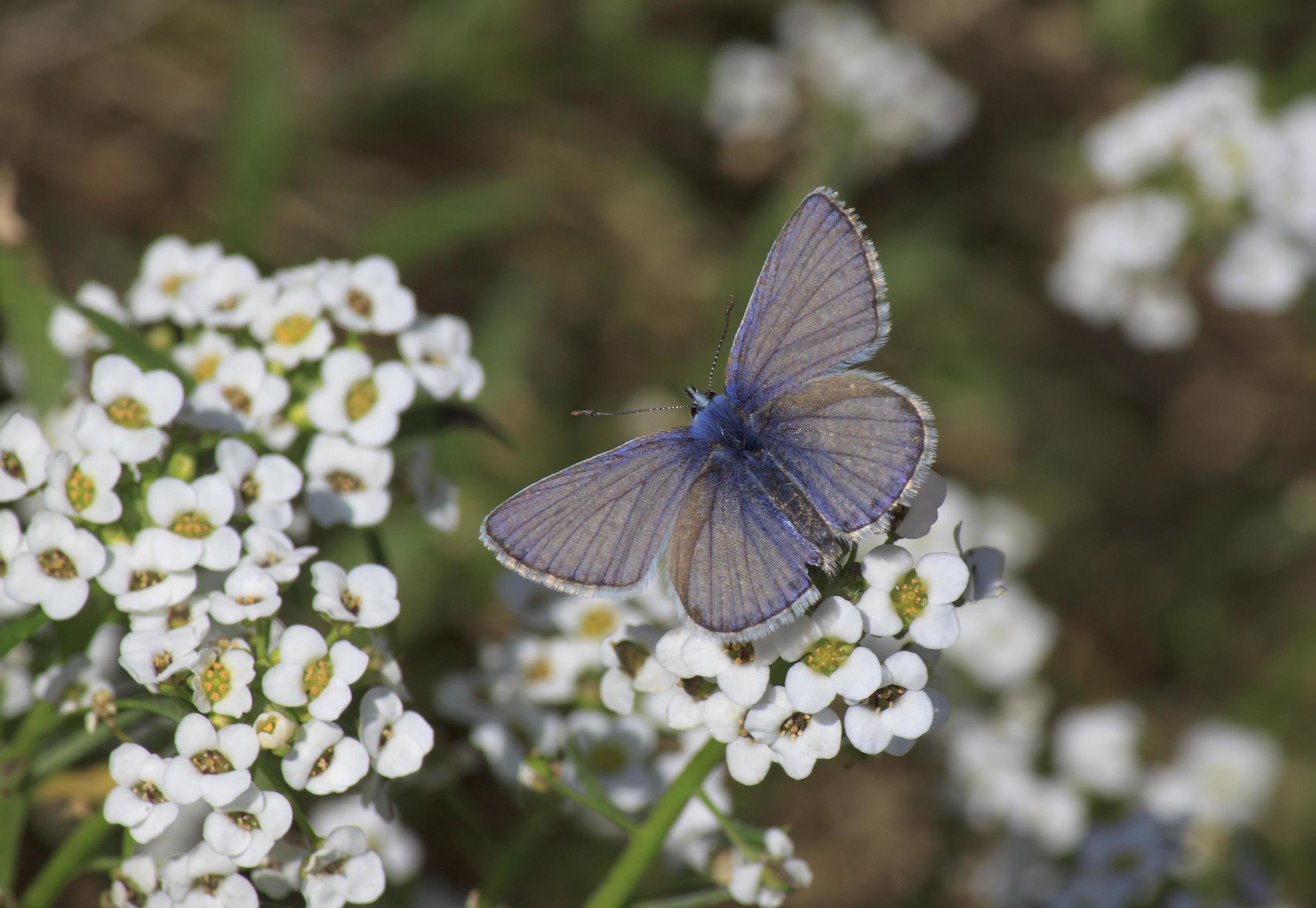 blue butterfly on white wild flower Stock Free