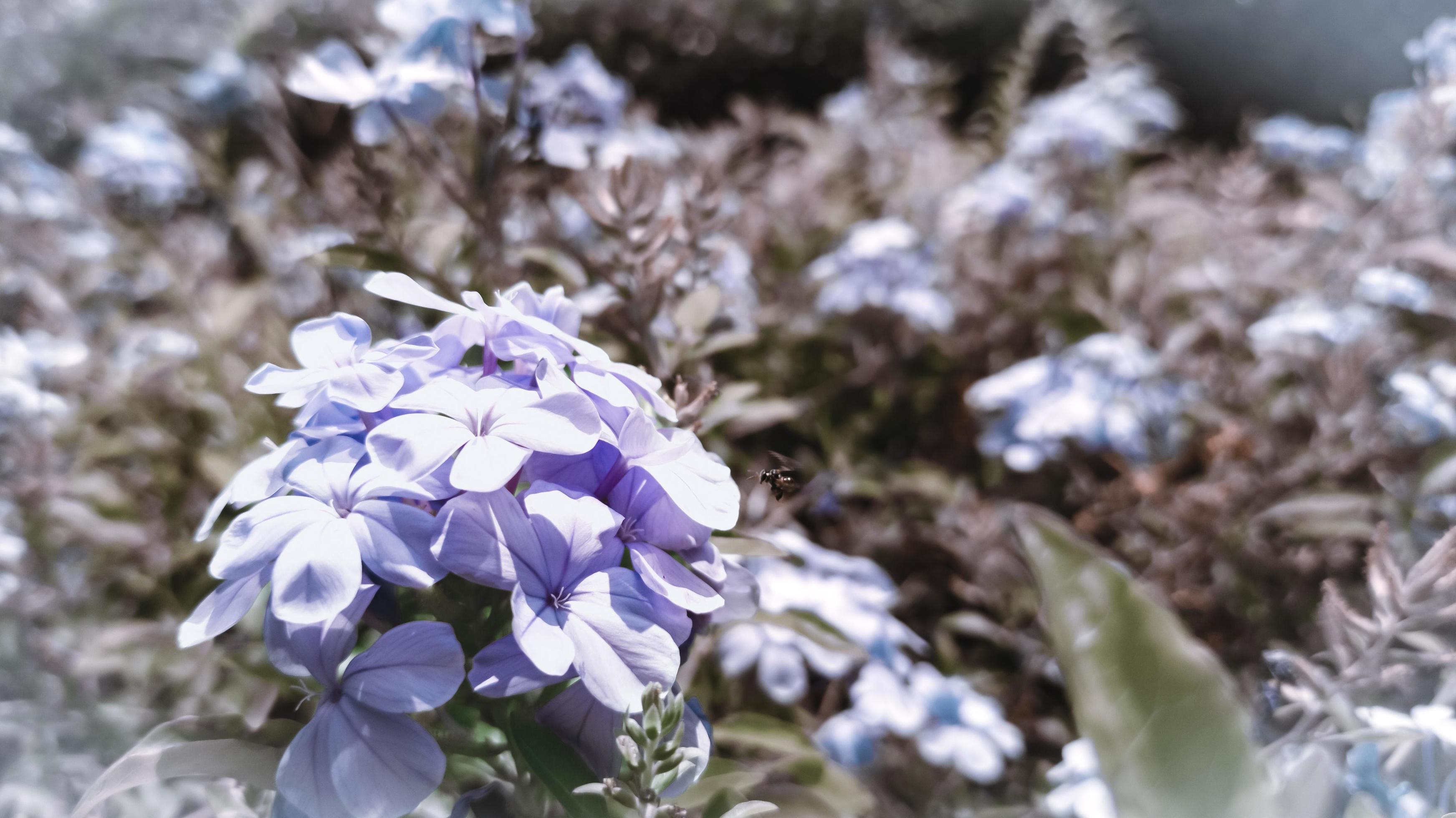 Blue flowers in the garden. Selective focus. Shallow depth of field. blurred background. Stock Free