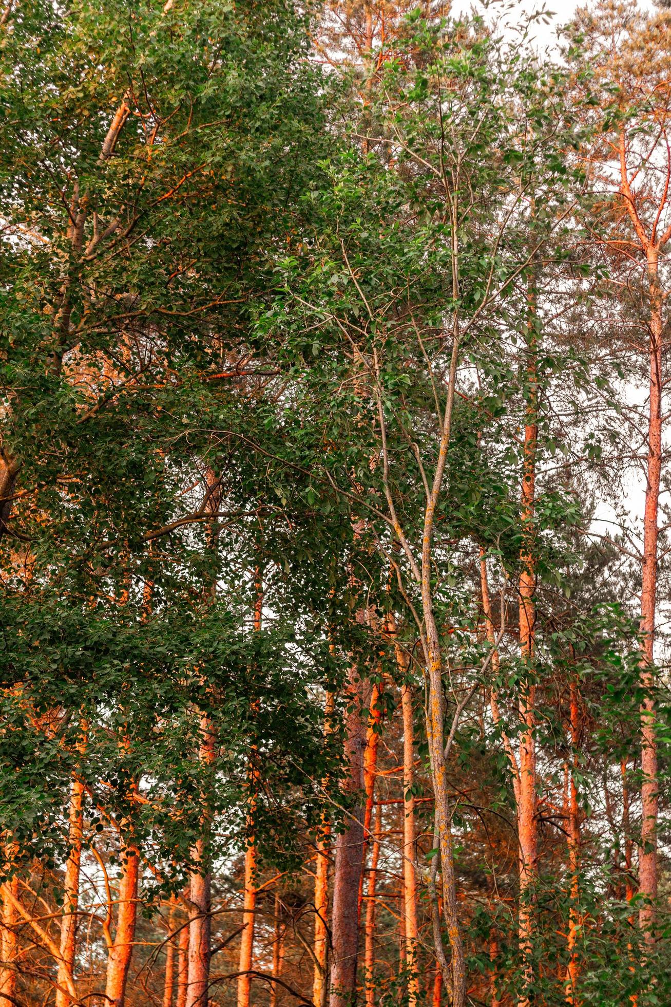 Trunks of pine trees are illuminated by red and orange sunbeams. Natural color of nature. Stock Free