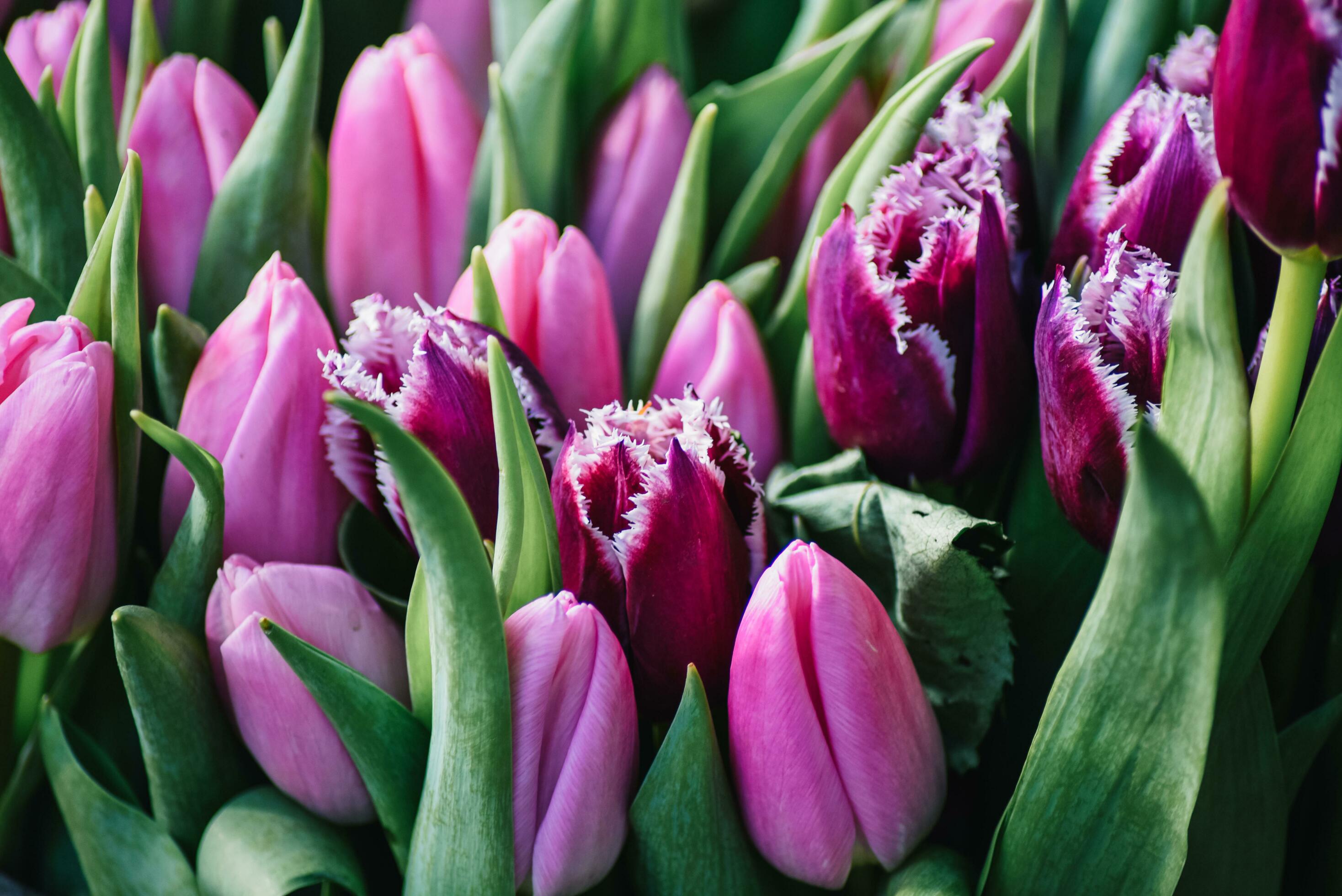 A bouquet of colorful tulips. The backdrop of the colorful flowers Stock Free