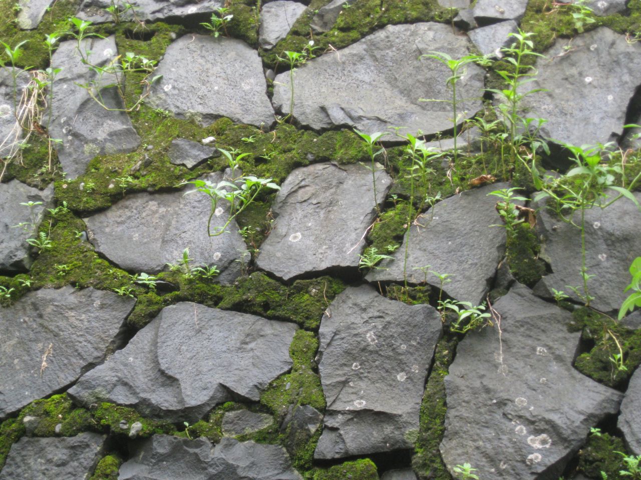 Stone Wall Moss Texture Stock Free