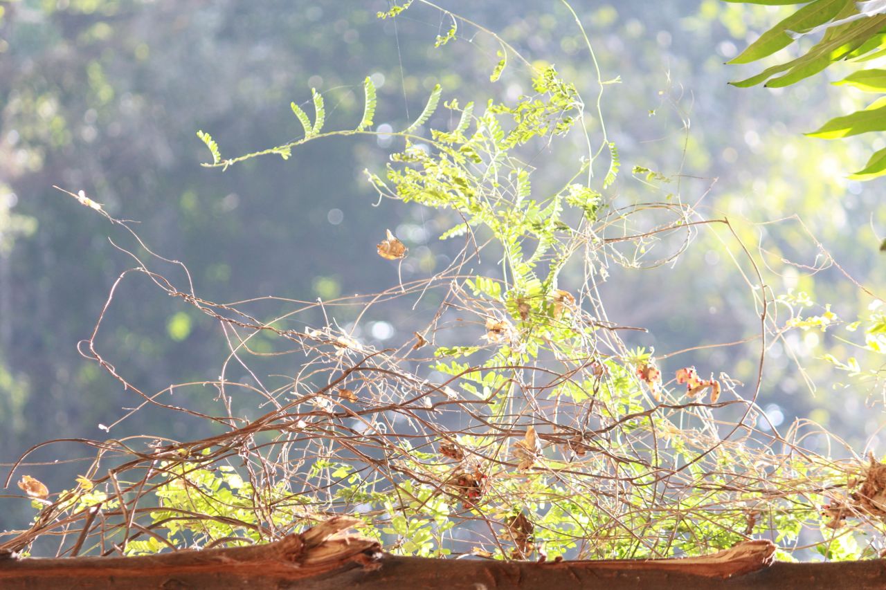 Garden Bush Sunlight Stock Free