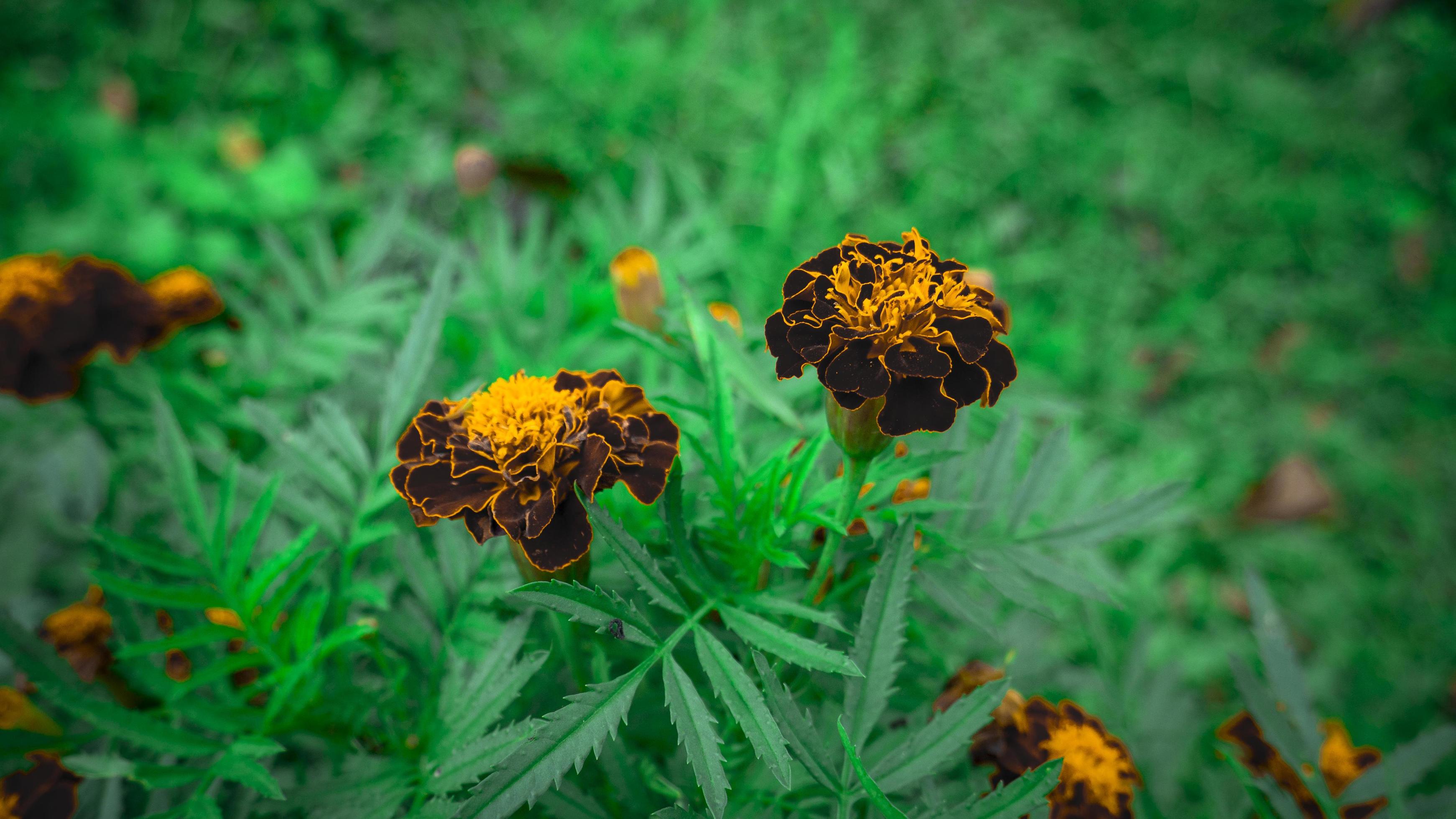 Dark red wild flower when spring time on the garden. The photo is suitable to use for nature background and botanical content media. Stock Free