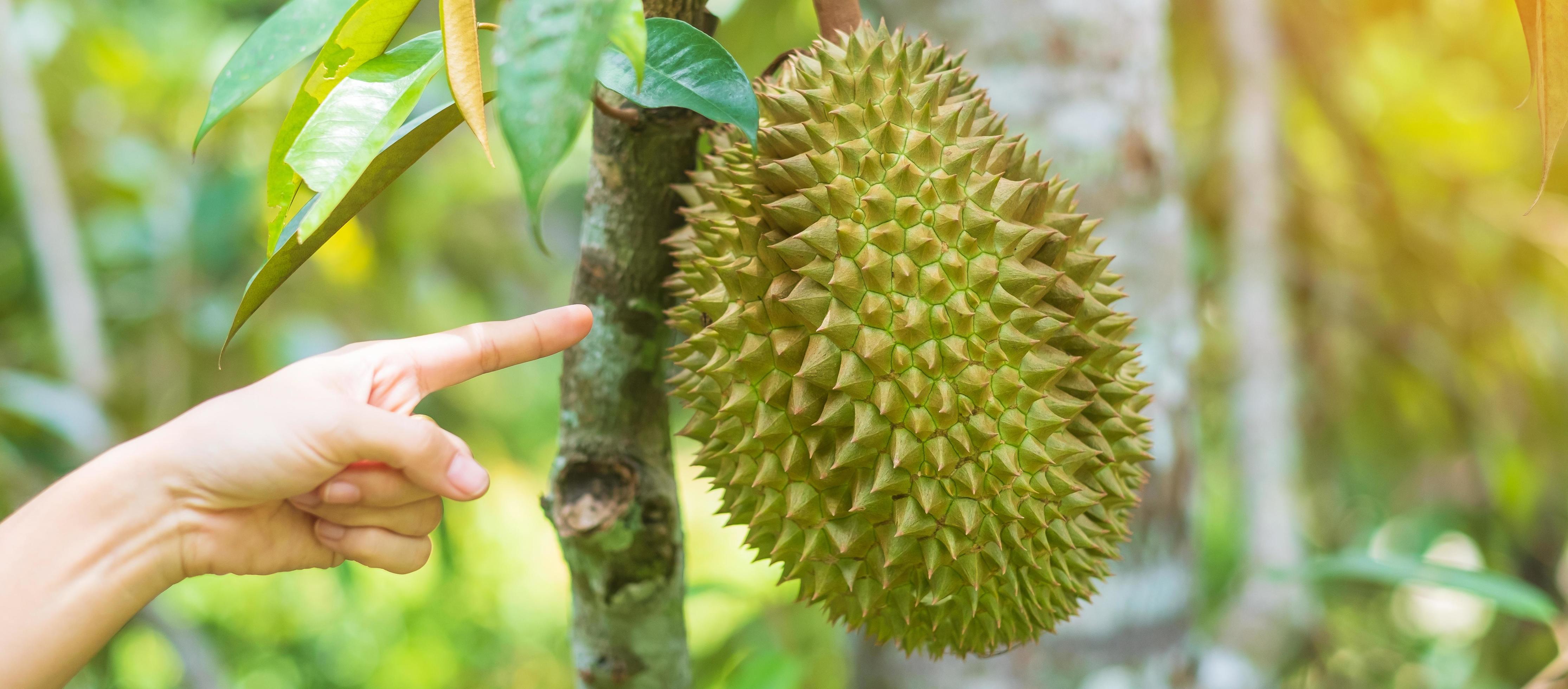 Fresh Durian hanging on tree in garden background, king of fruit Thailand. Famous Southeast food and Asian Exotic tropical Fruit concept Stock Free