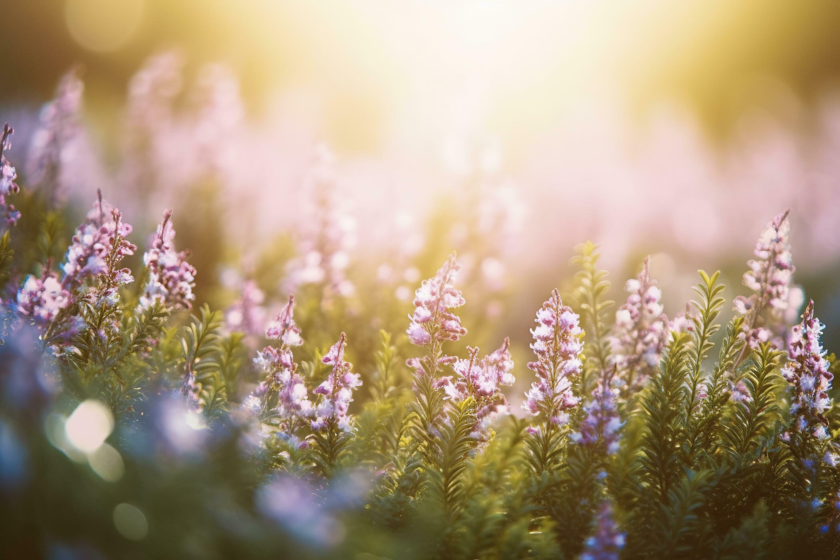 Erica Flower Field, Summer Season, Bokeh Effect , generate ai Stock Free