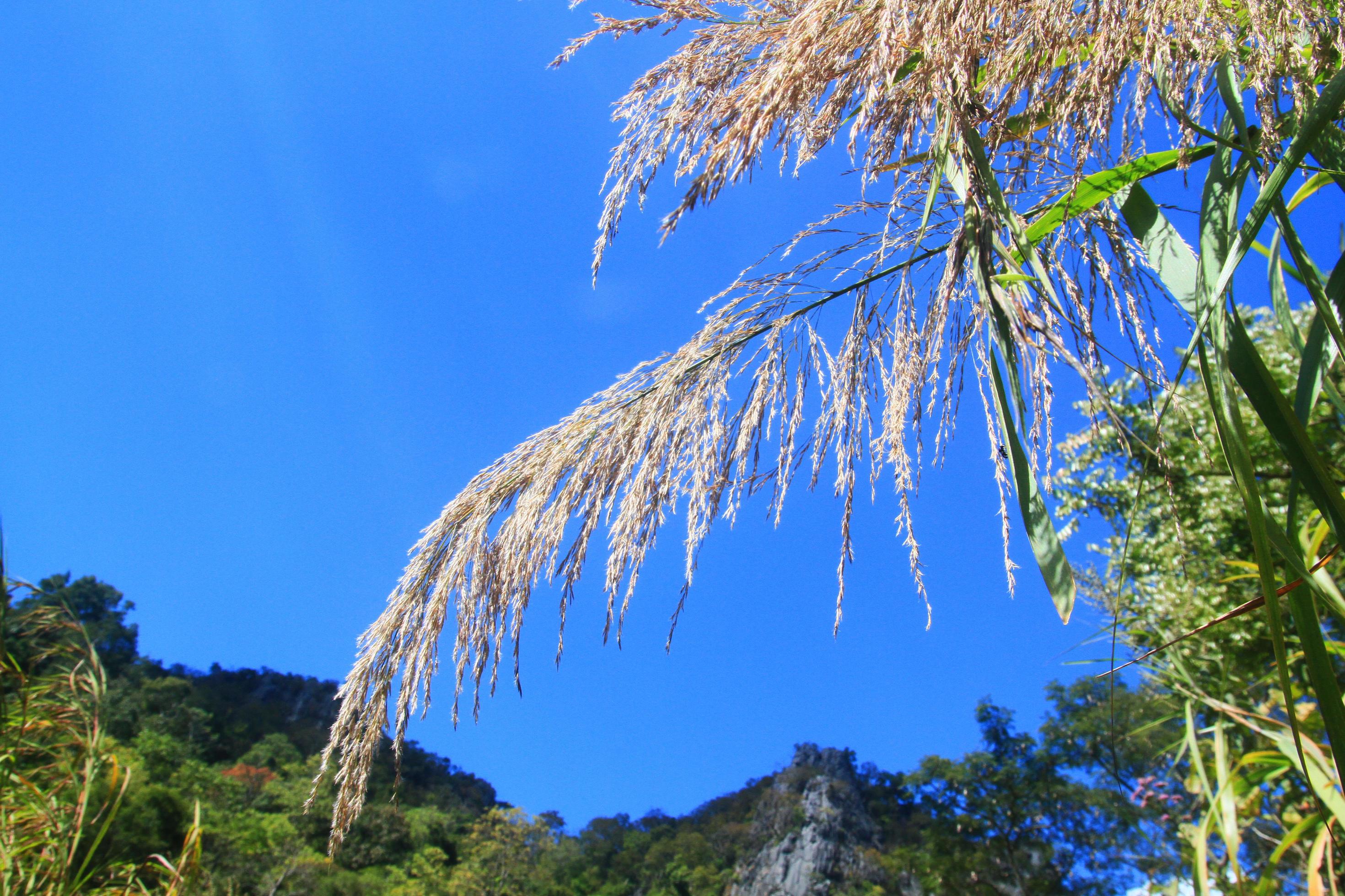 Beautiful wild grass flowers on mountain and blossom with blue sky in forest. Stock Free