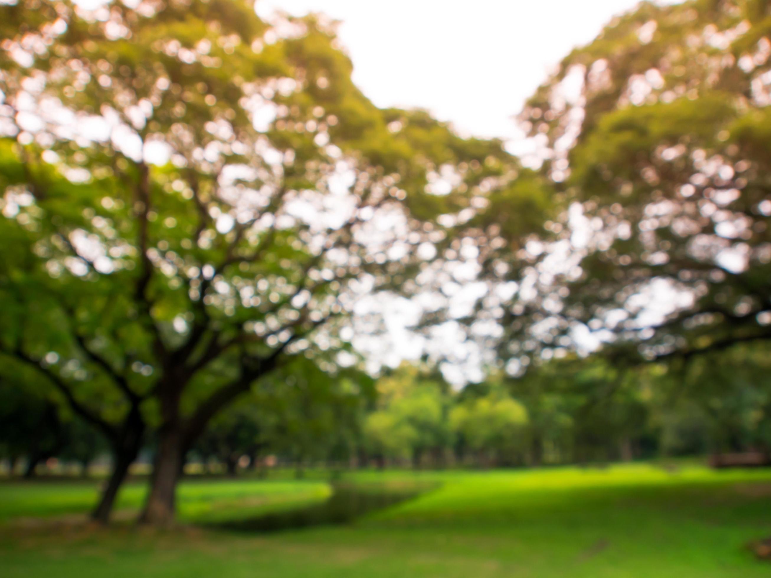 Blurred image natural green park background wallpaper Stock Free