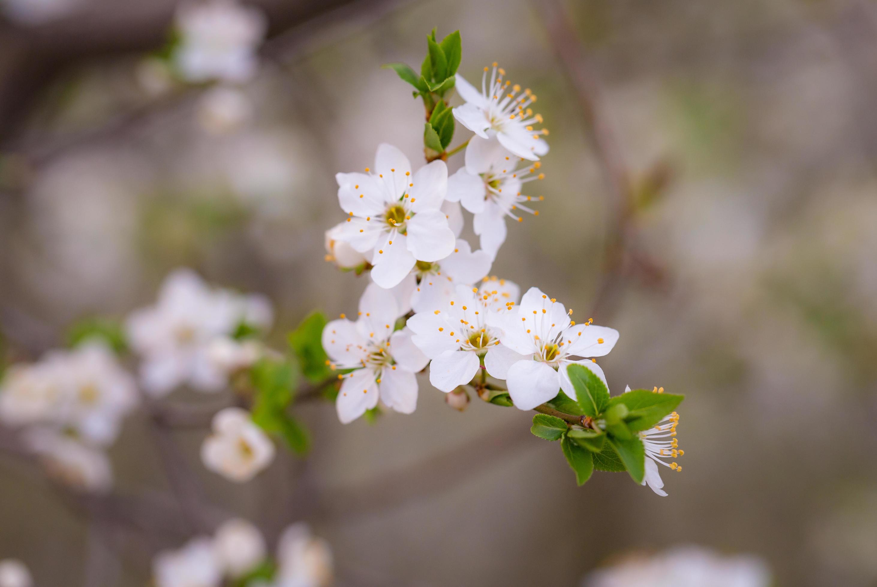 White flowers during the day Stock Free