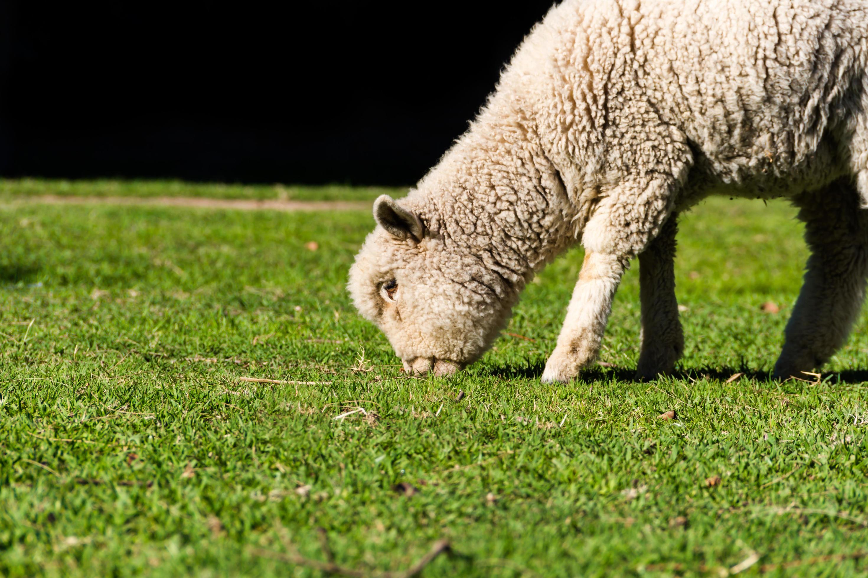 portrait of lamb grazing in the field Stock Free