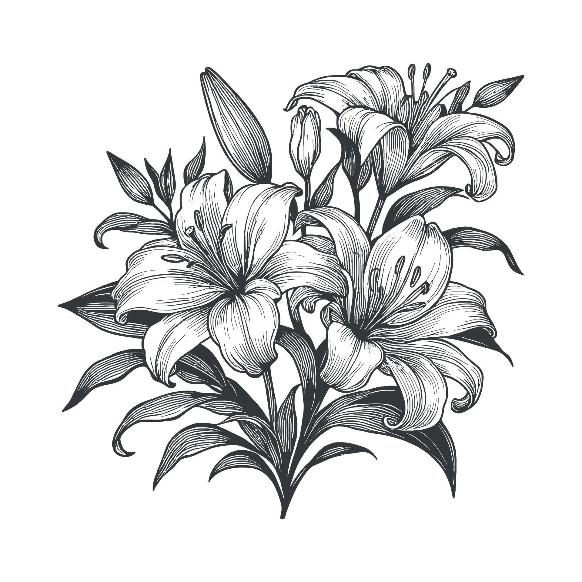 illustration of lily flowers Stock Free