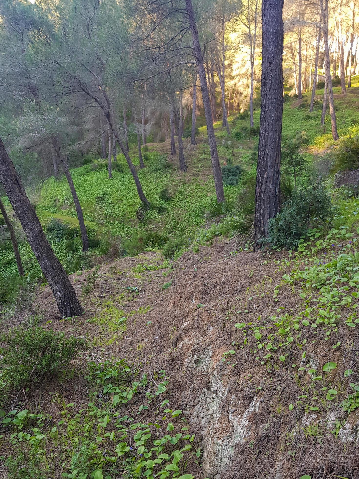 Discover the hidden beauty of a natural mountain among the pine trees Stock Free