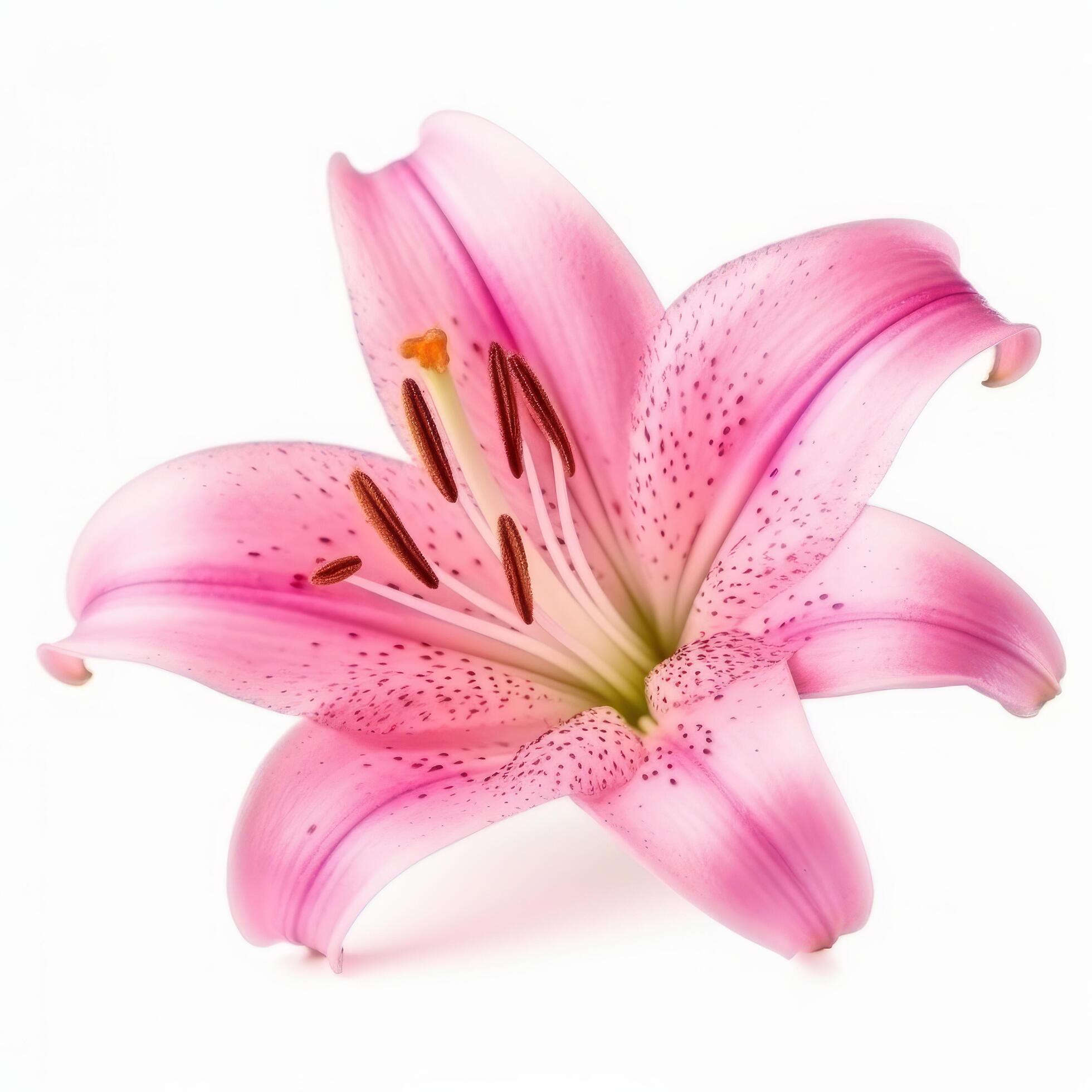 Pink Lilly flower isolated. Illustration Stock Free