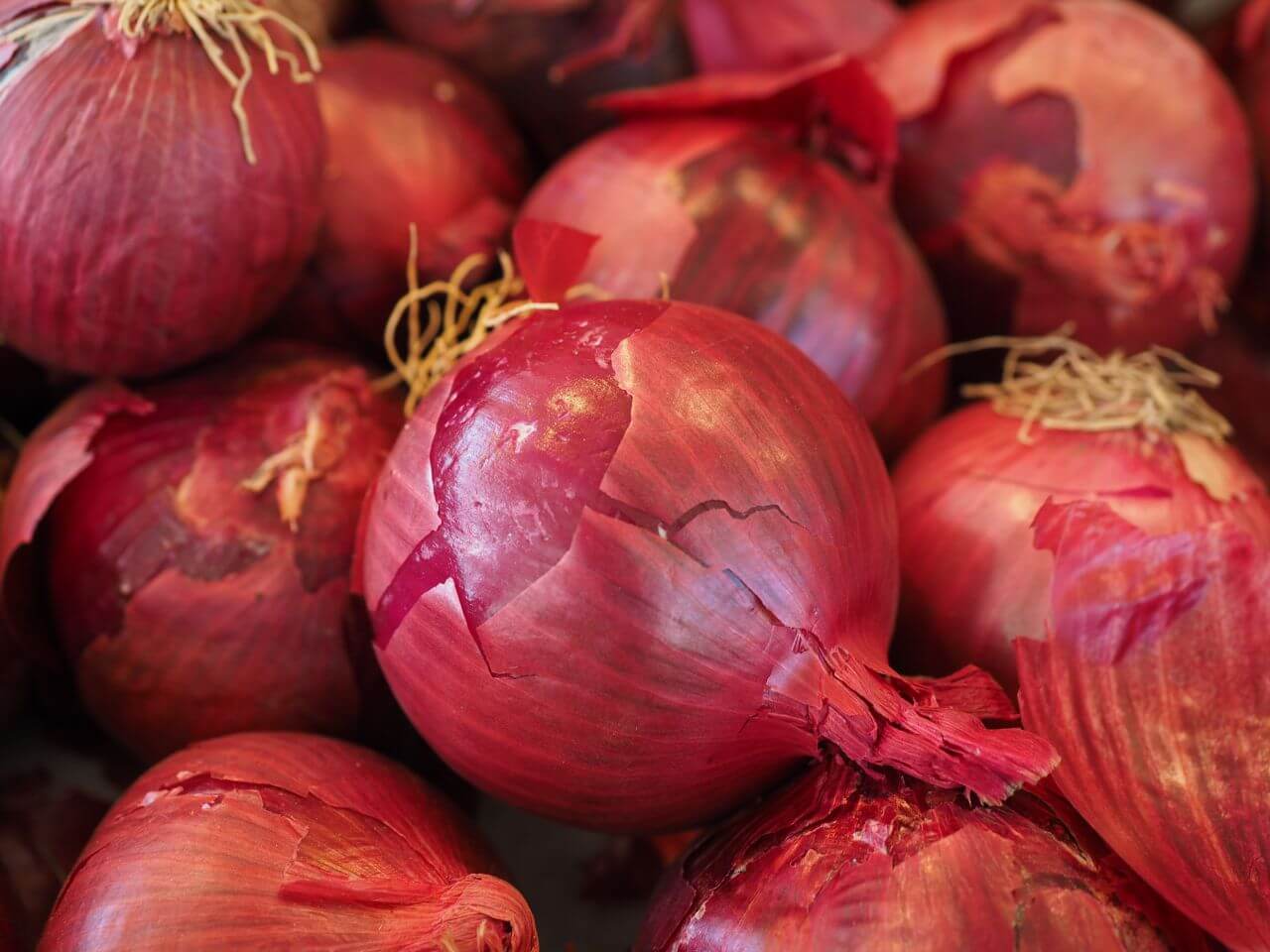 Bulb onion Stock Free