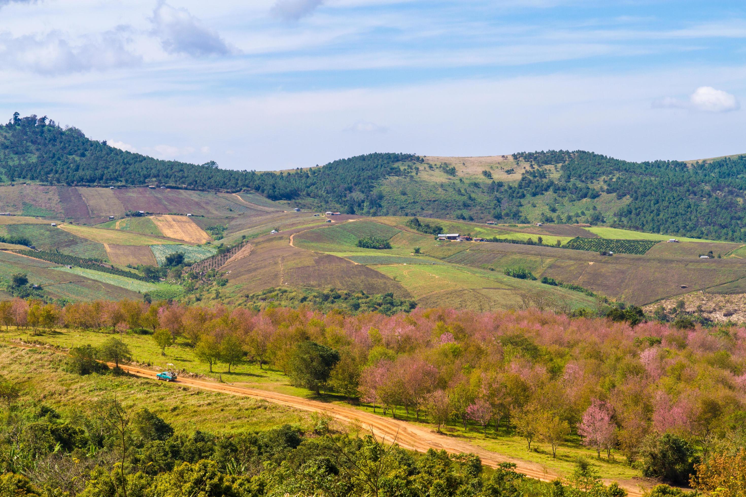 Cherry blossoms are blooming on the mountain in Phu Lom Lo, Phitsanulok Province, Thailand. Stock Free