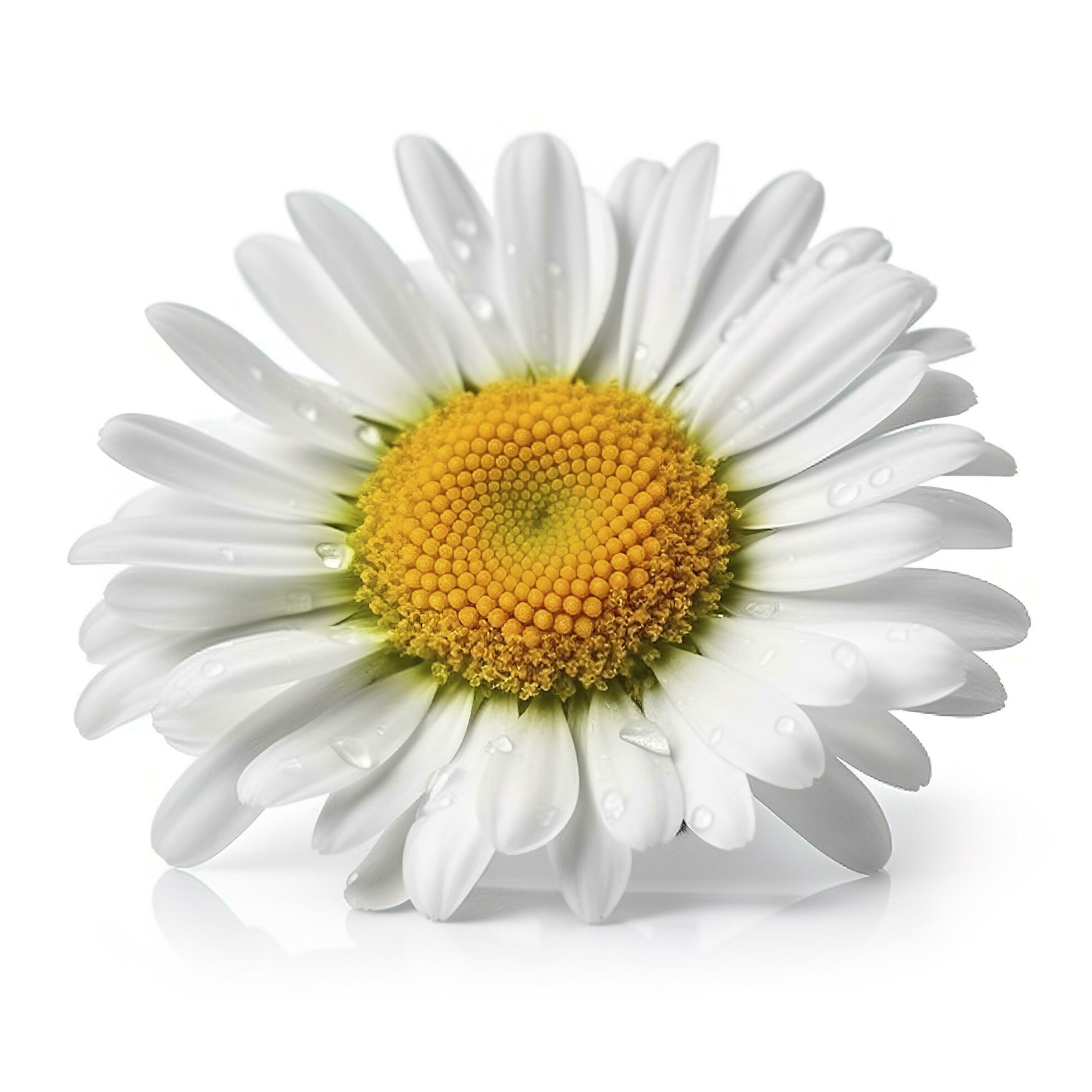 Daisy flower with isolated on white background, generate ai Stock Free