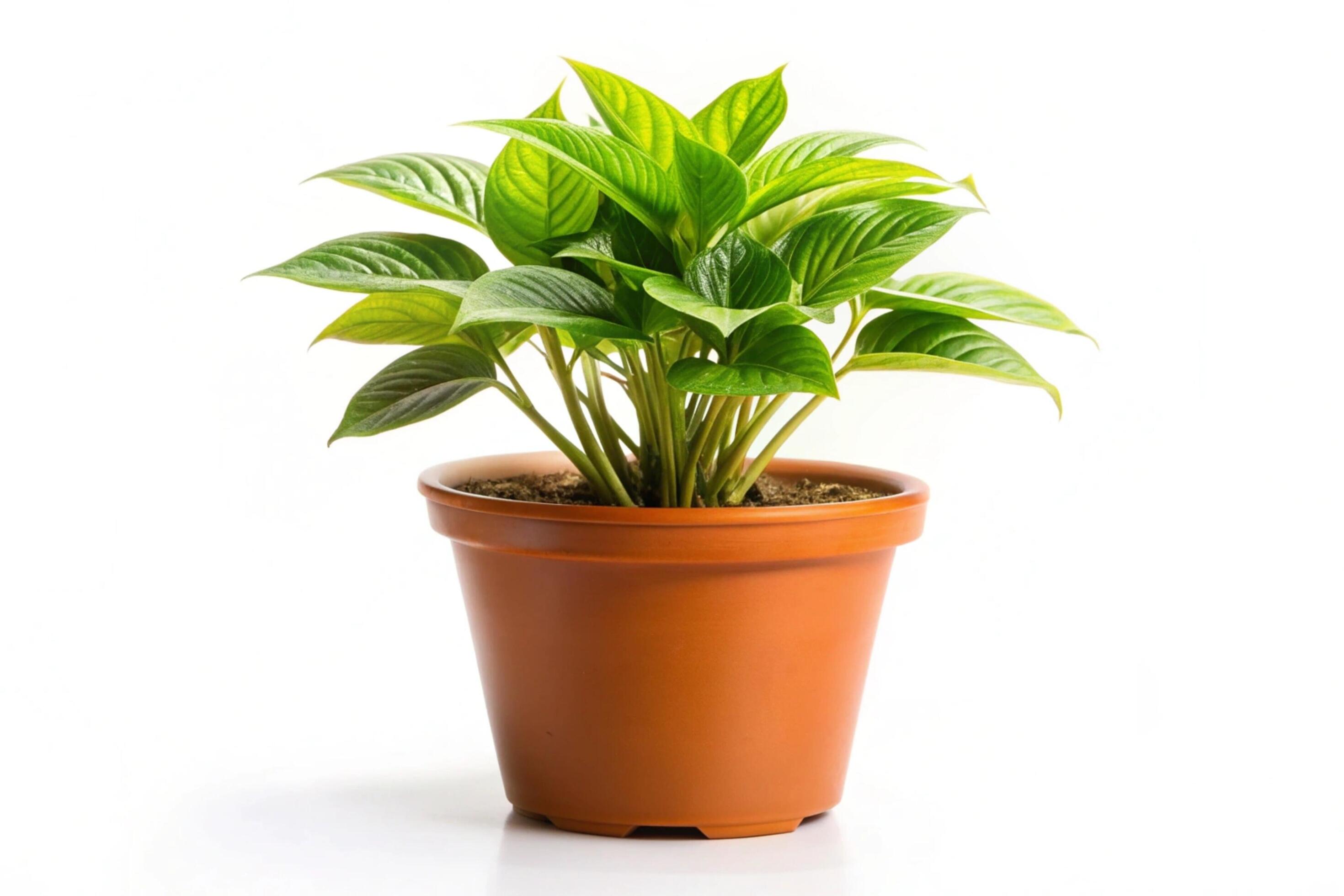 Small plant isolated on white background Stock Free