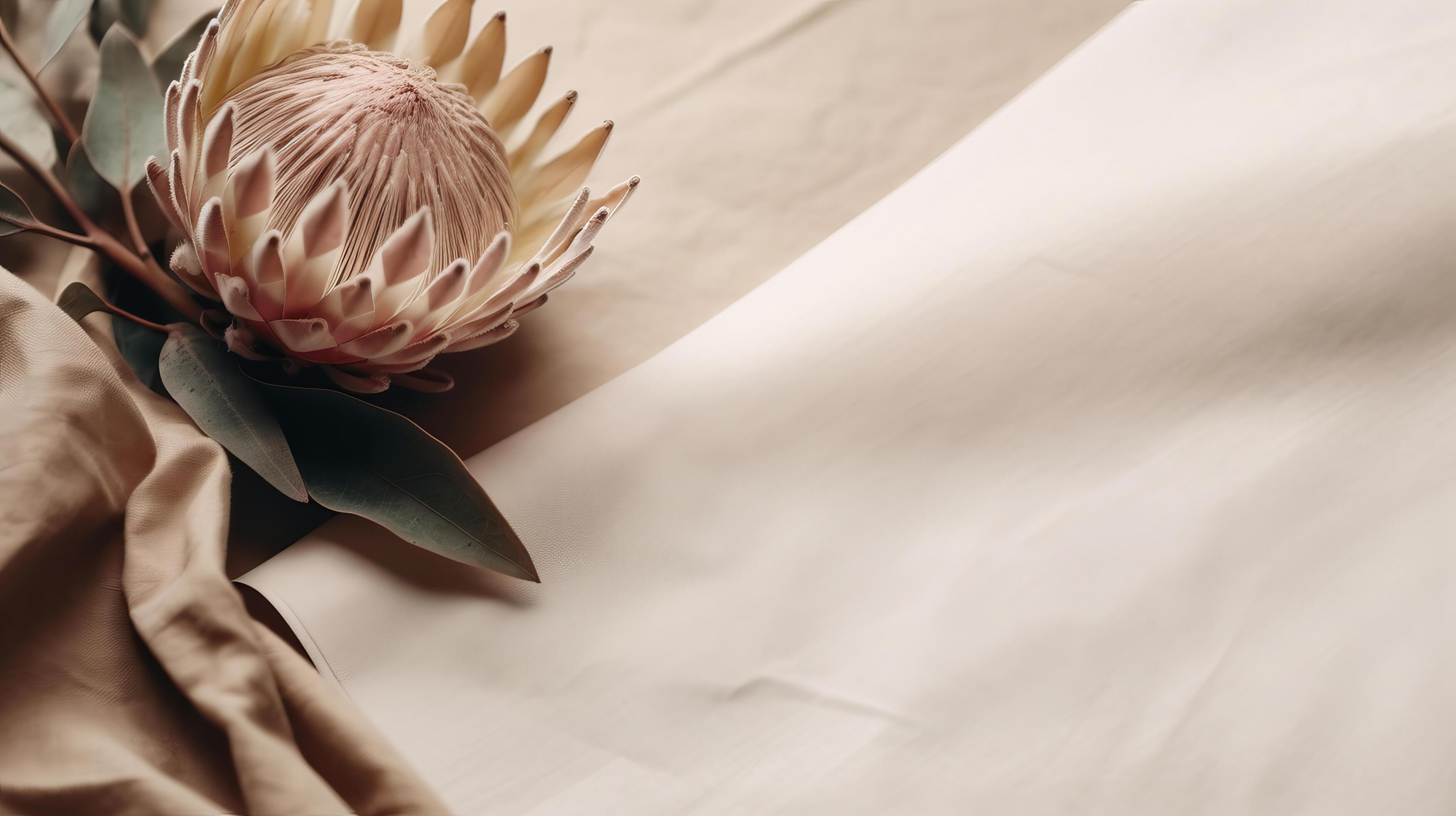 Dried protea flower with blank paper card. Luxury Background. Illustration Stock Free