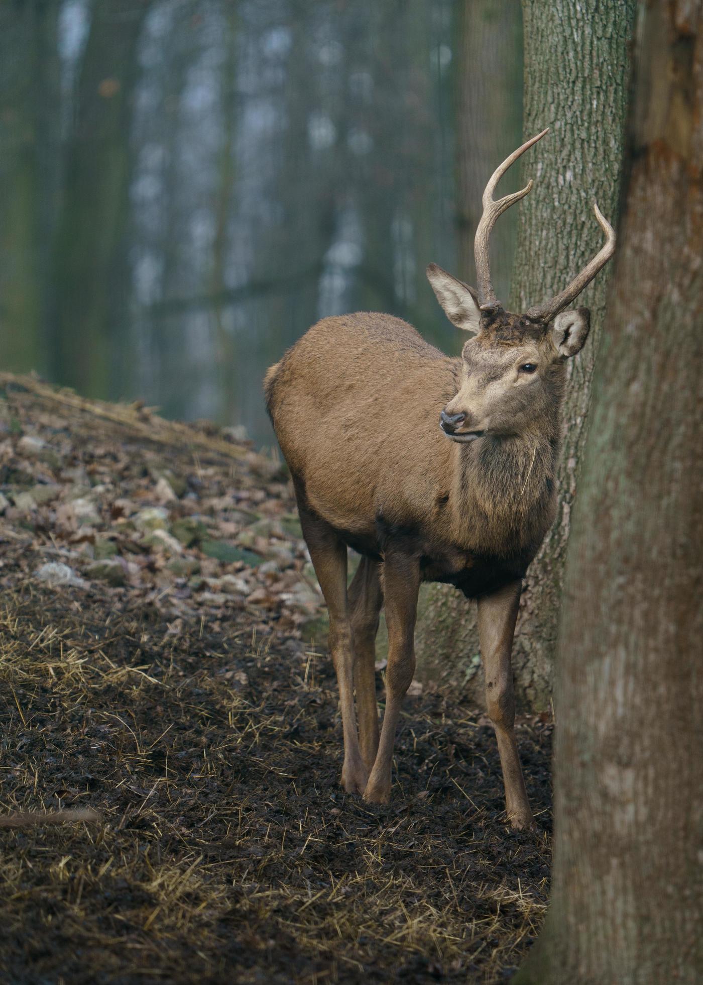 Red deer in forest Stock Free