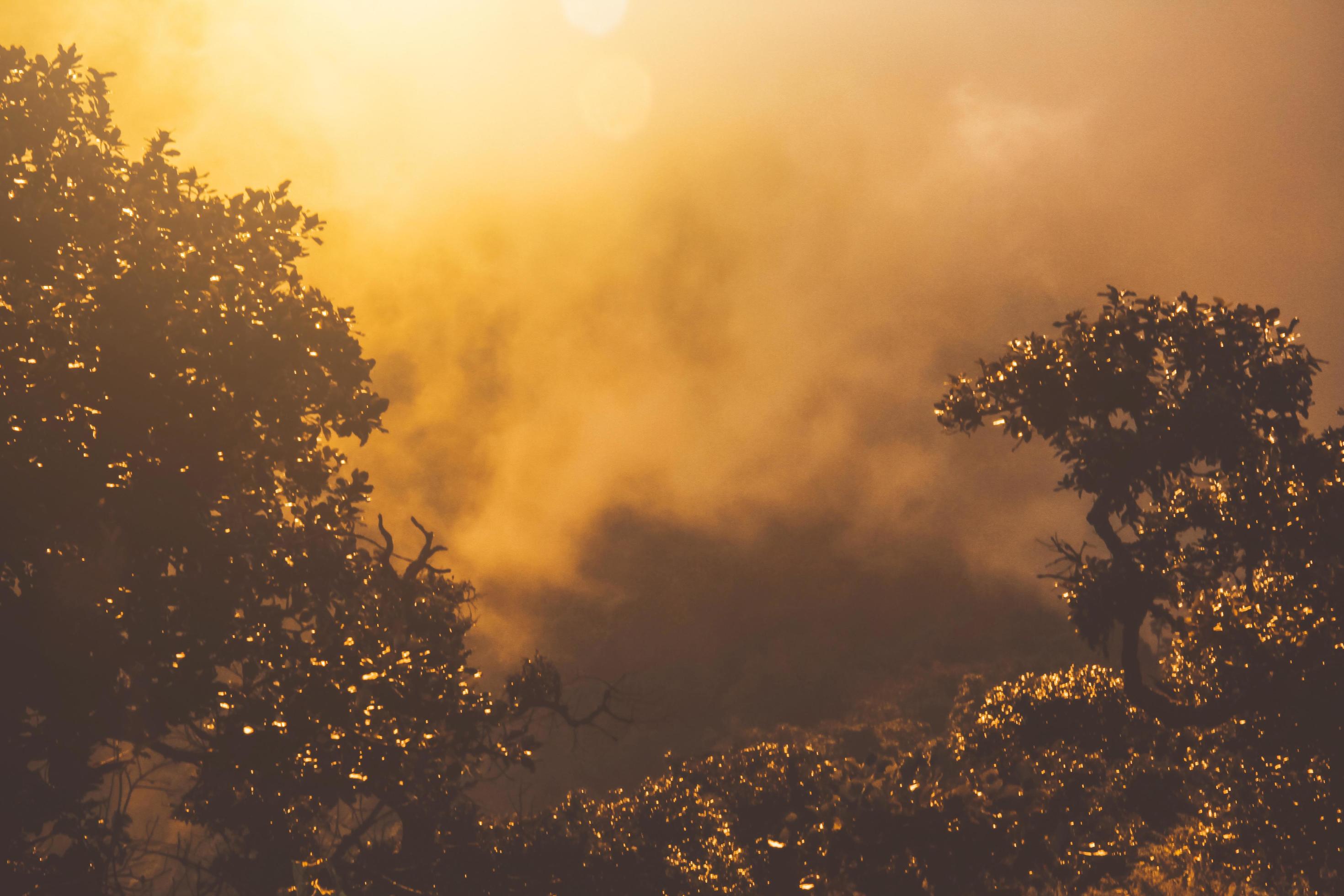 Golden light in Forested and mountain with sunrise in morning mist.Fog cover the jungle hill in Thailand Stock Free