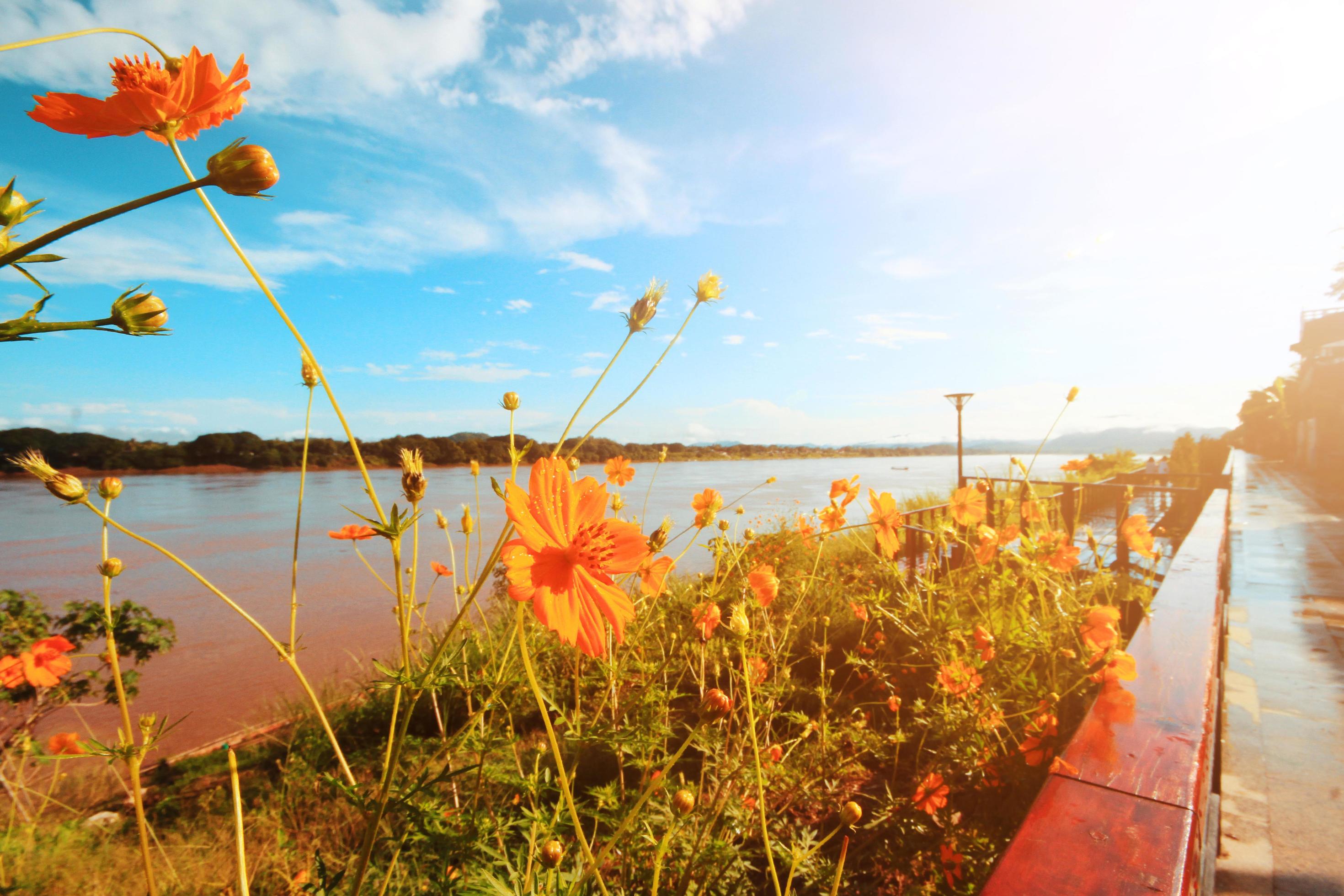 Beautiful Sulfur Cosmos or Yellow Cosmos flowers field with blue sky in sunlight near riverside. Retro and vintage theme color. Stock Free