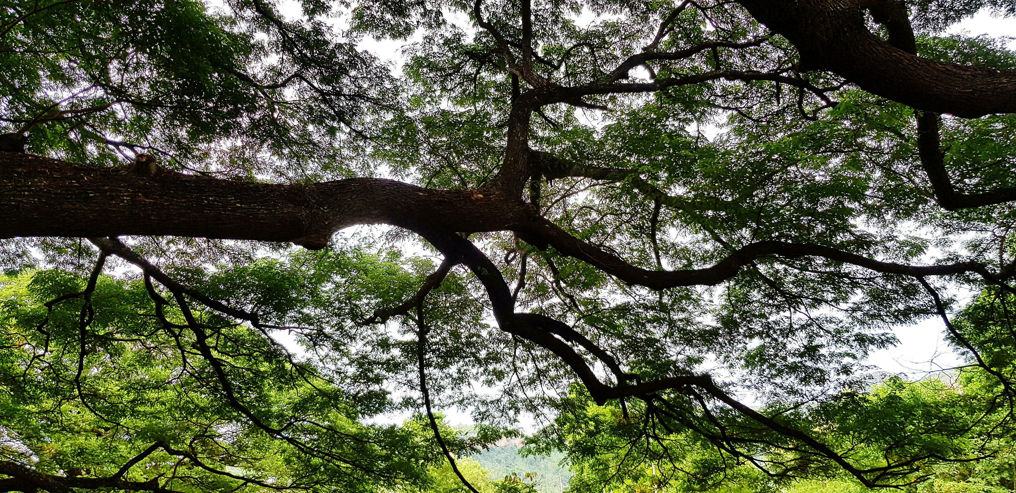 Beautiful big tree branch of Giant monkey pod tree with green leaves for background. Beauty of nature, plant growing and Natural Wallpaper concept Stock Free