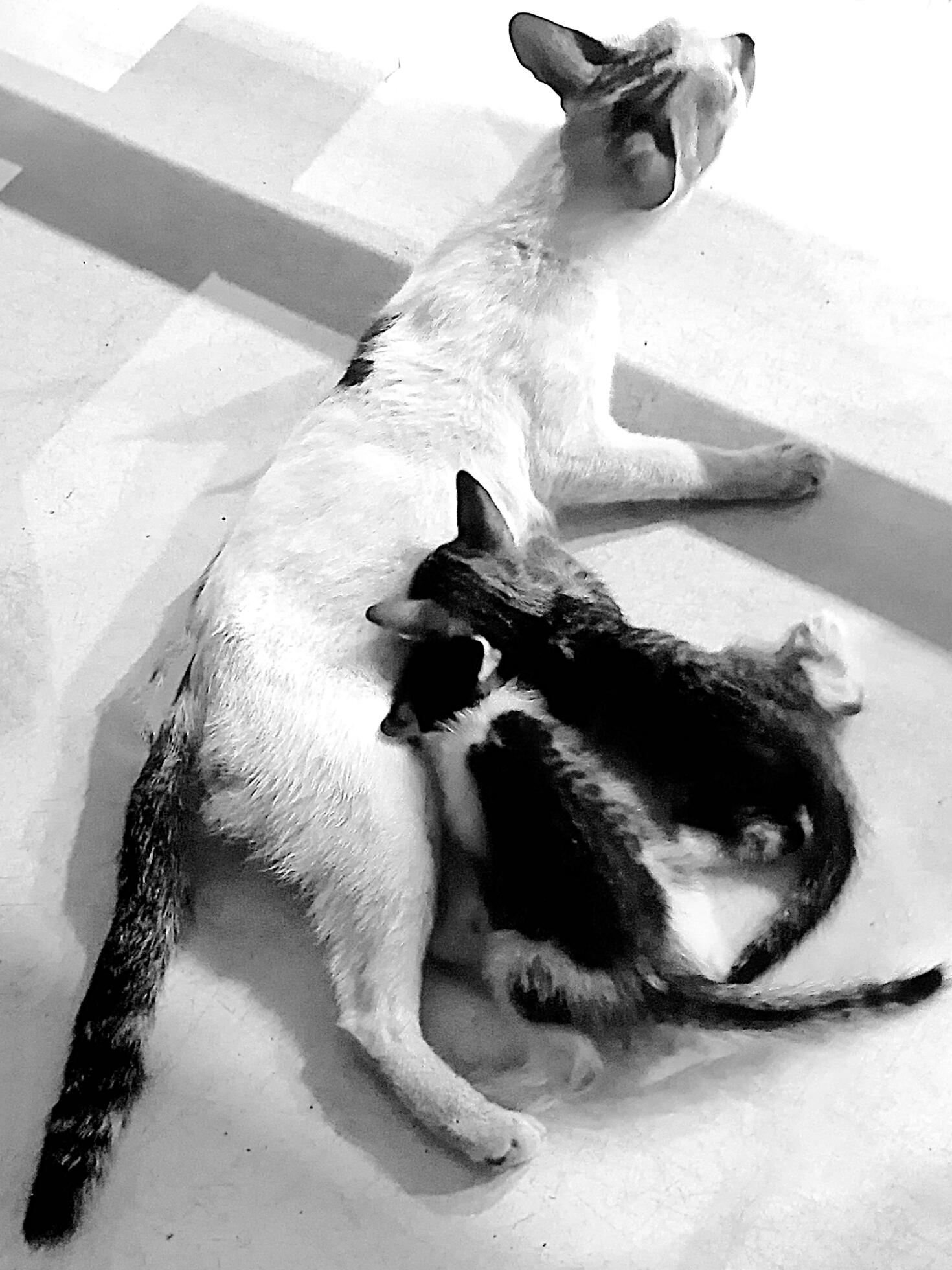 The best view of the cat family. Two small white and black kittens suckling on their mother. Mother cat with fur babies lying on the floor. Stock Free