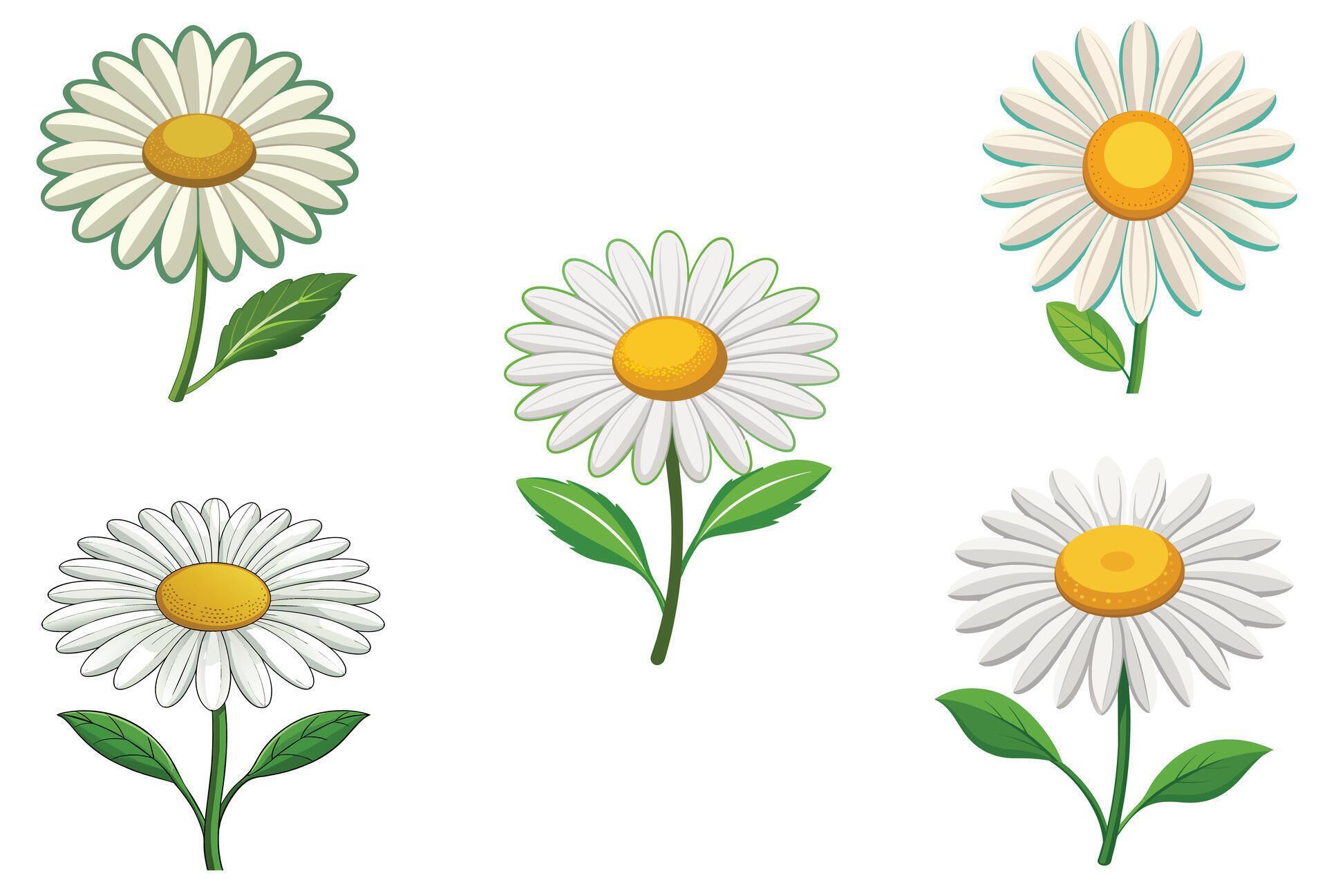 Daisy flowers set vector design illustration Stock Free