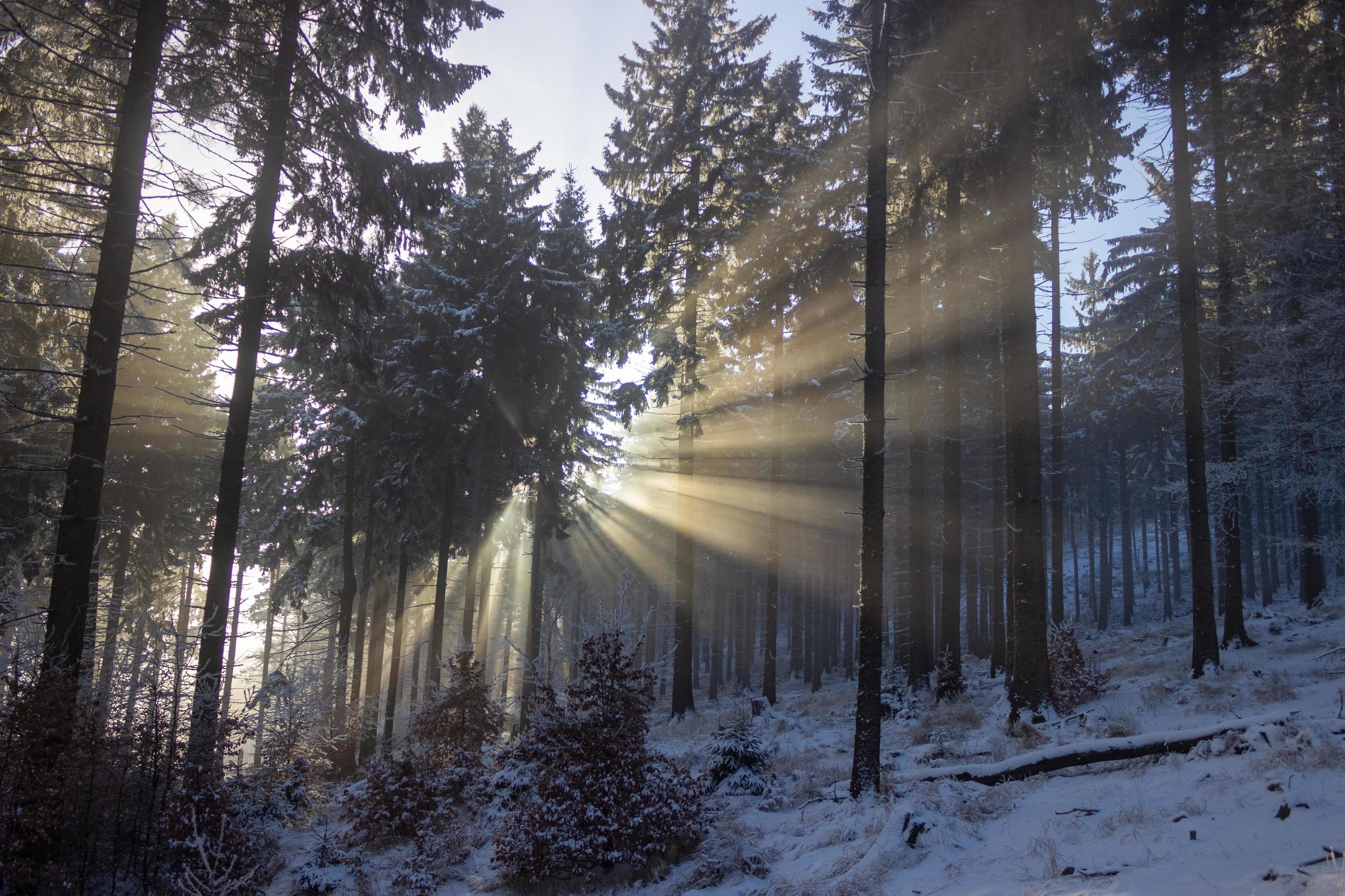 Sunshine through snowy landscape Stock Free