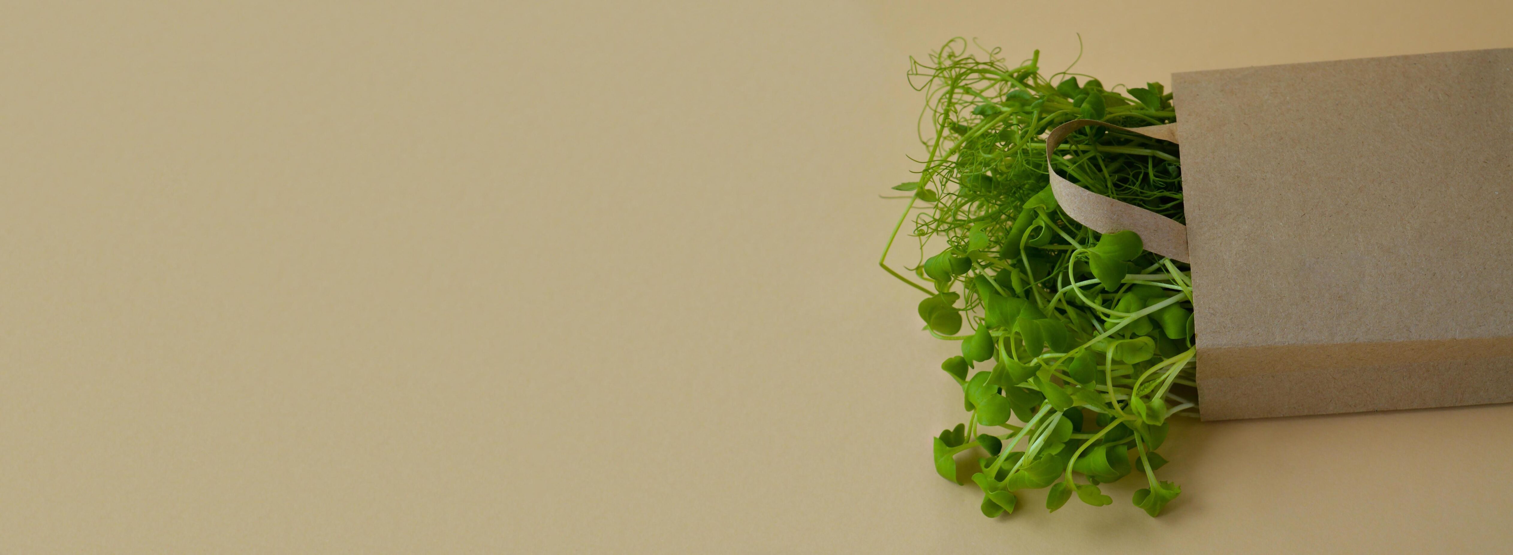 Craft shopping bag with micro greenery on a beige background. Spring agriculture and planting concept. Natural organic bio food. Stock Free