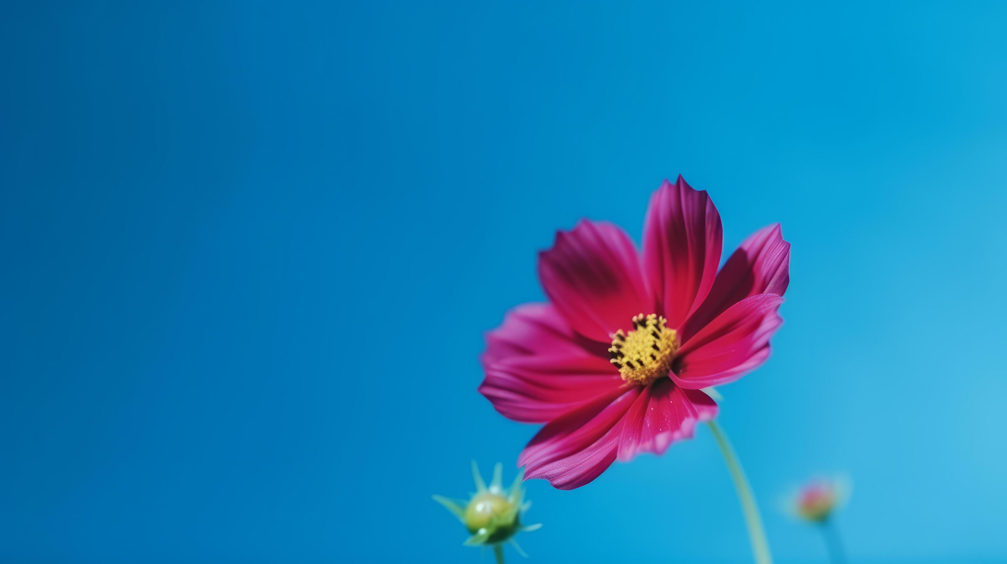 Cosmos flower over sky background. Illustration Stock Free