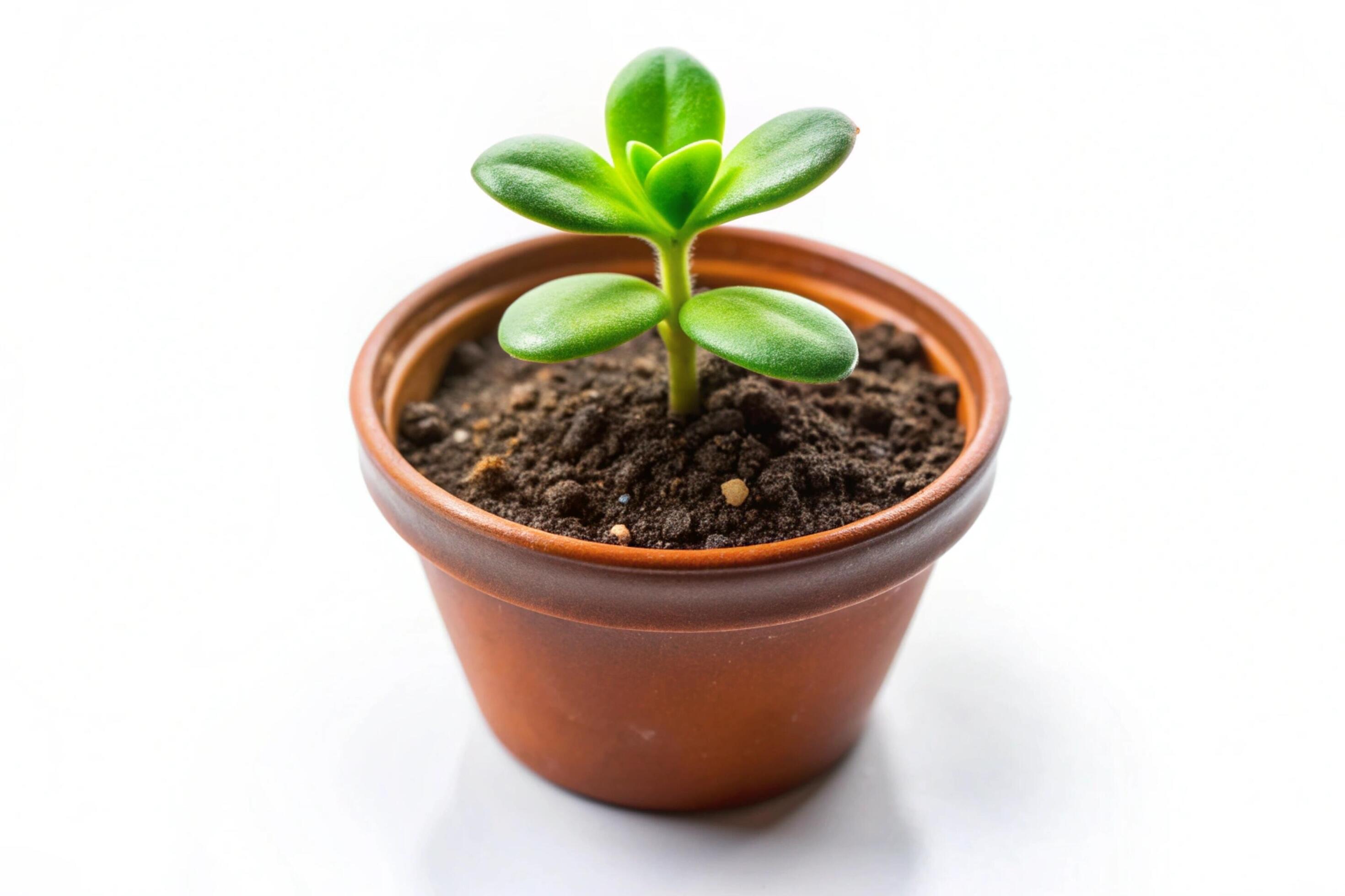 Small plant isolated on white background Stock Free