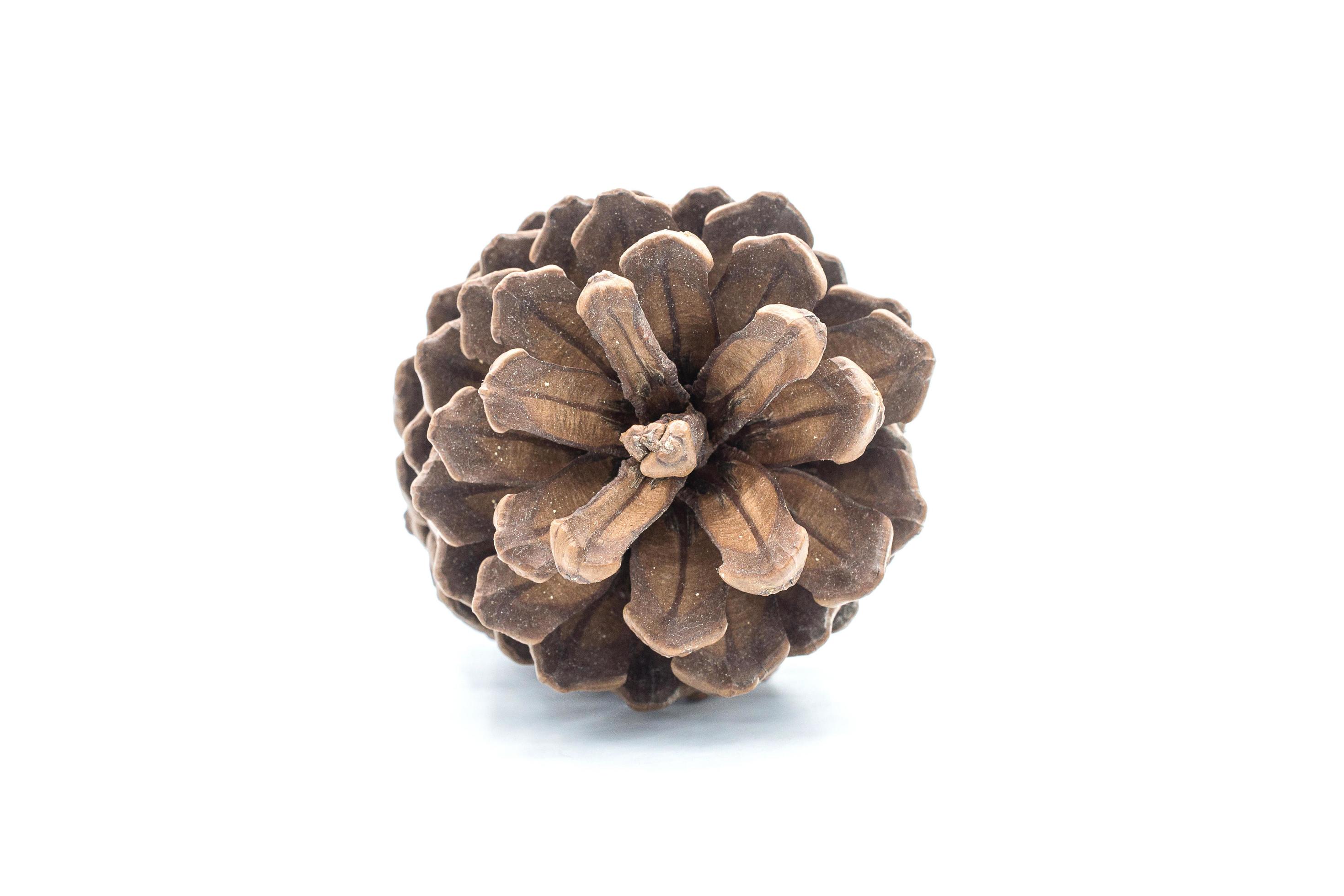 Cedar pine cone isolated on white background. Cedar trees are a kind of pine tree. The leading cause is the family. Stock Free