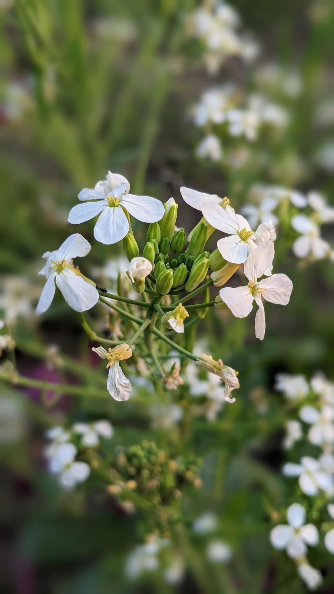 A beautiful image of spring white cherry flowers. Levitation conception. Stock Free