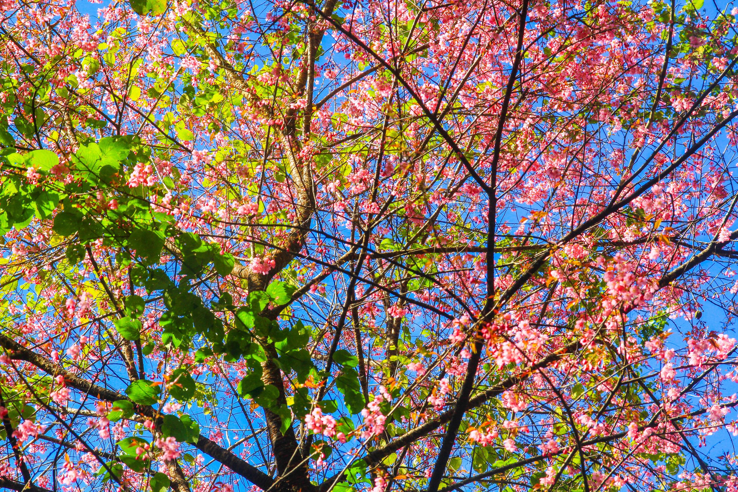 Beautiful Wild Himalayan Cherry flowers with blue sky in forest on the mountain, Thailand Stock Free