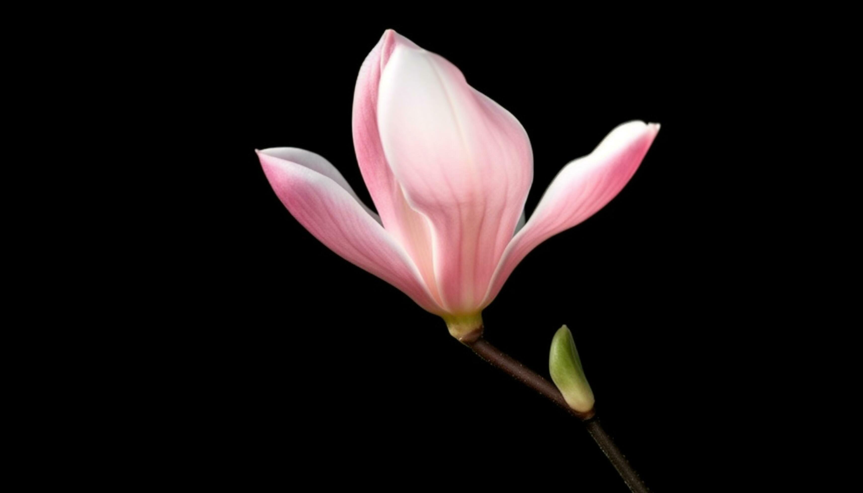 tropical flower, pink petal, black background, elegance in nature generated by AI Stock Free