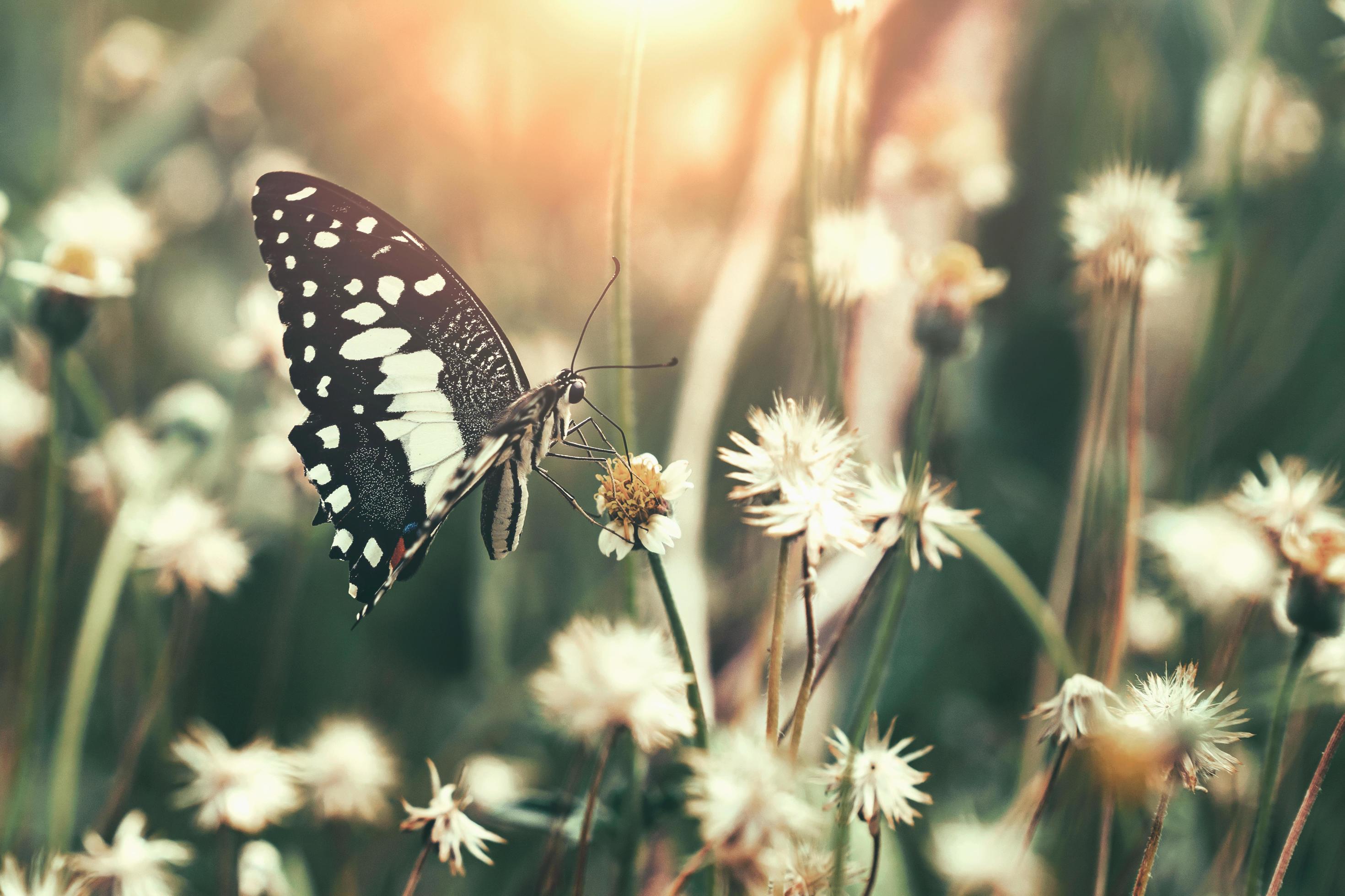 butterfly with flower and sunshine Stock Free