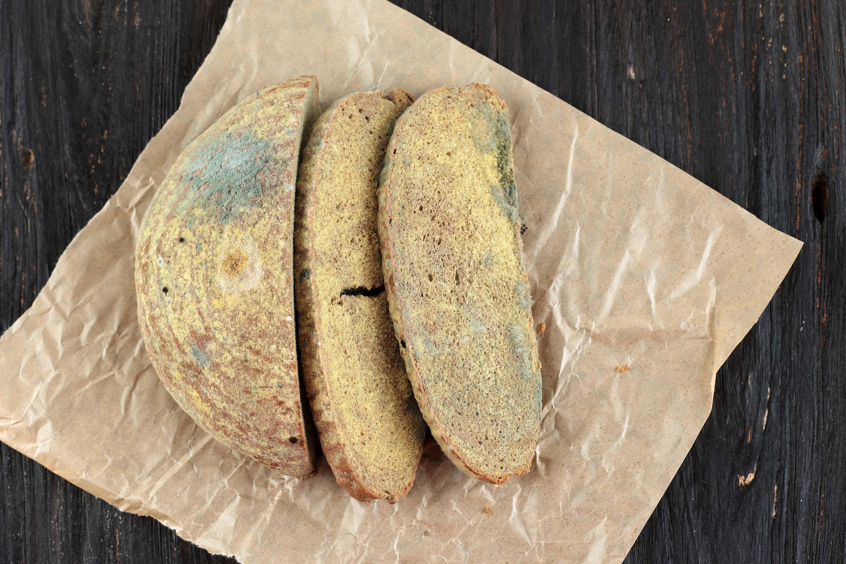 Moldy Fungus on Rotten Bread. Slice of Spoiled Bread Biodegradable Food Waste Concept. Stock Free