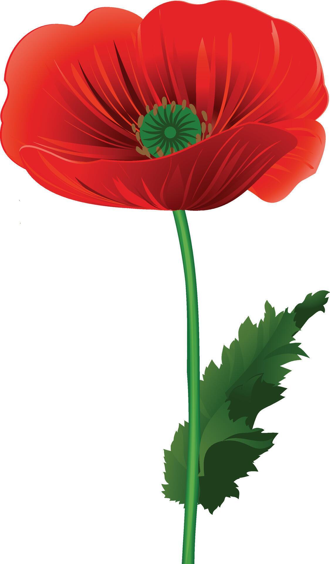 Realistic Red Poppy Flower – Isolated on Transparent White Background Stock Free