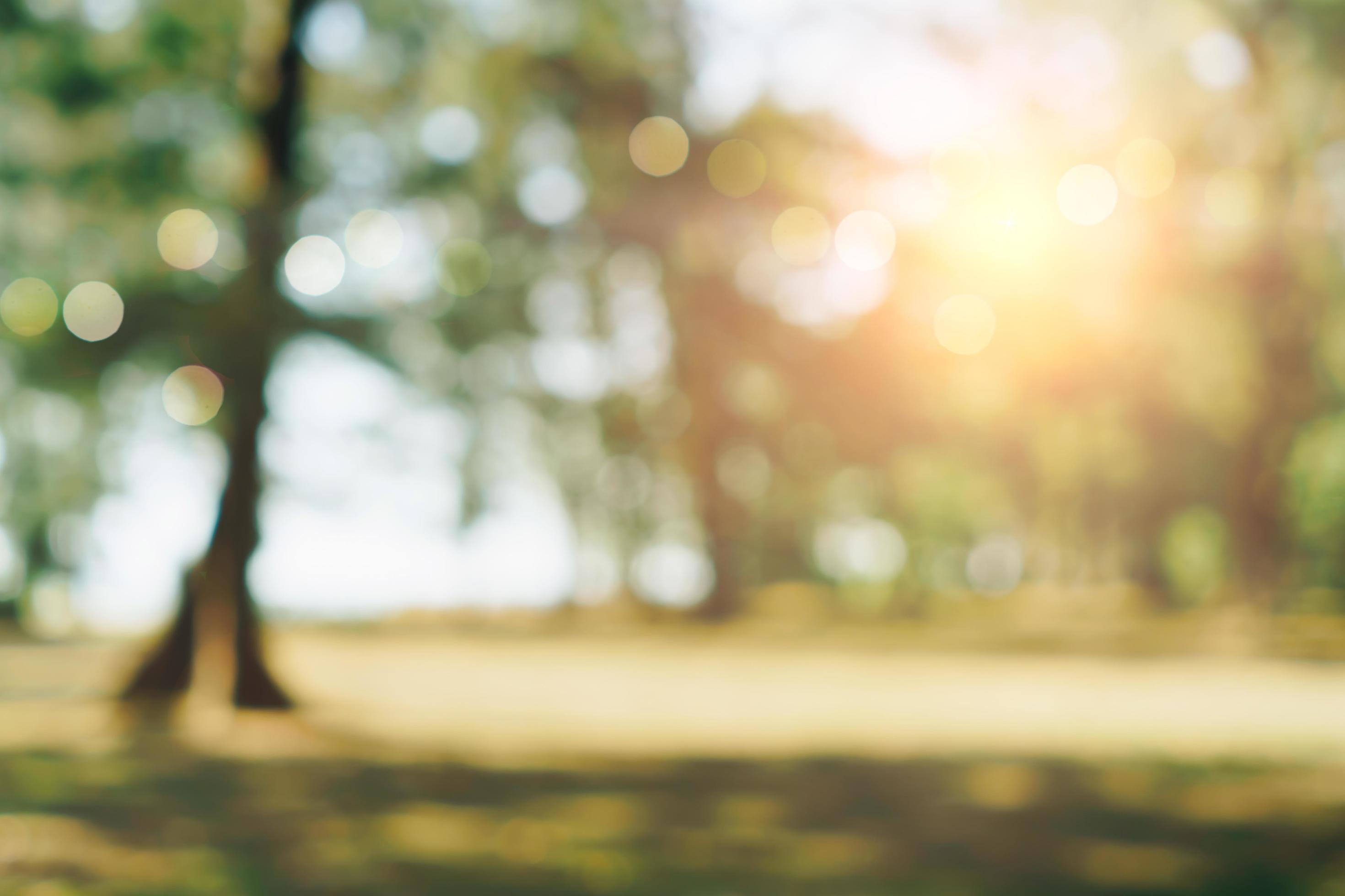 Nature bokeh of green park by beach and tropical coconut trees Stock Free