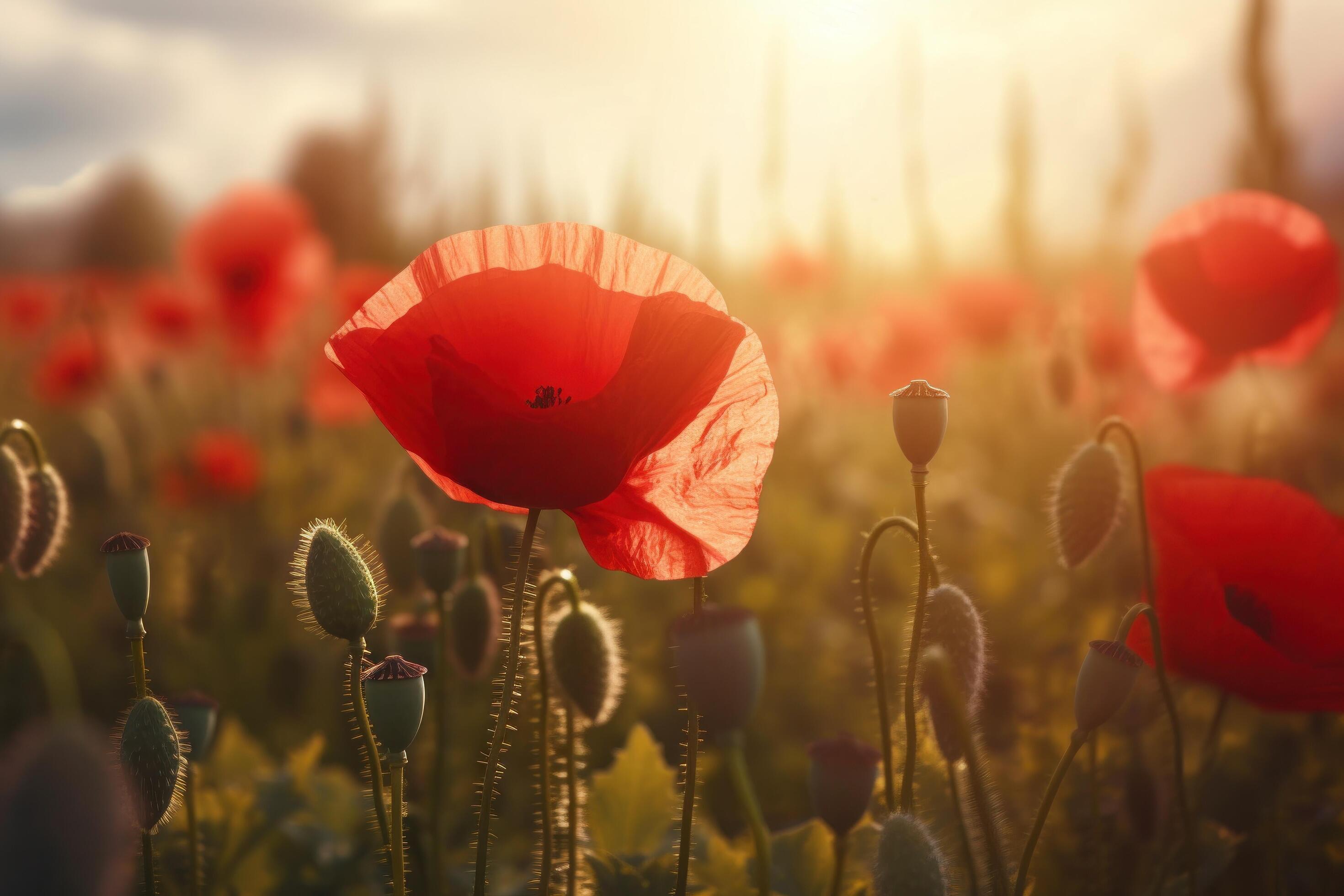 Poppy flower meadow. Illustration Stock Free