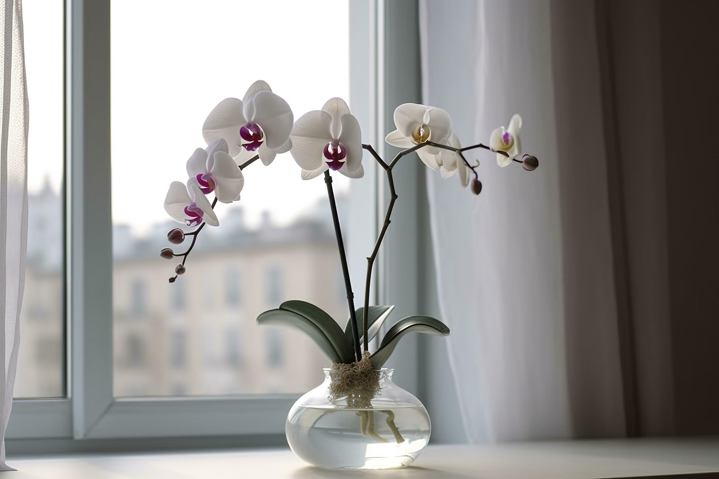 Vase with orchid flowers on white table near window indoors , generate ai Stock Free