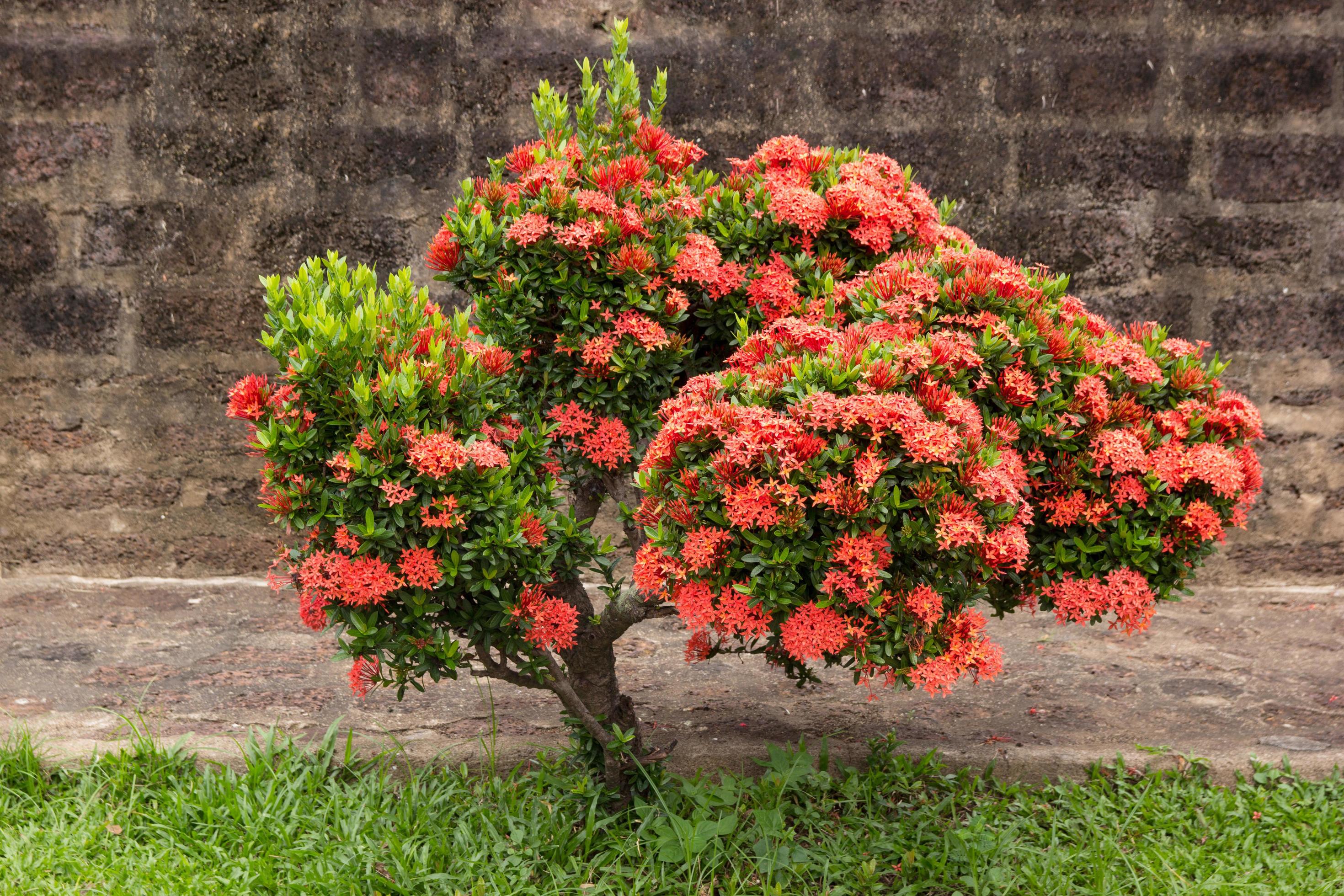 Red ixora flower in the garden Stock Free