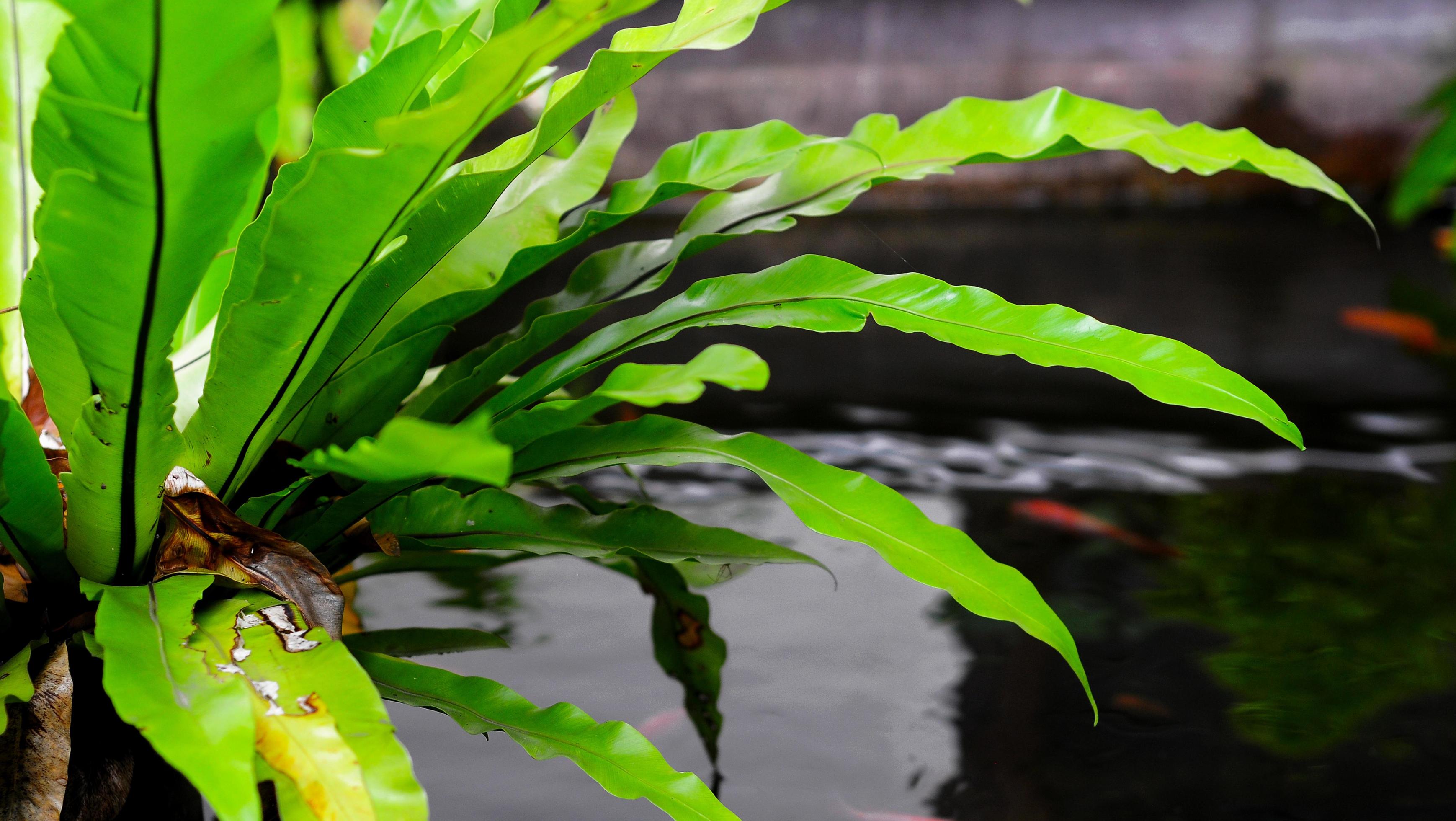 beautiful green tropical leaves in the water, nature flora background Stock Free