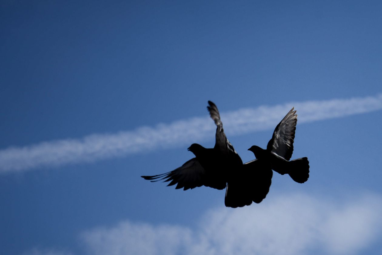 Pigeons in flight Stock Free